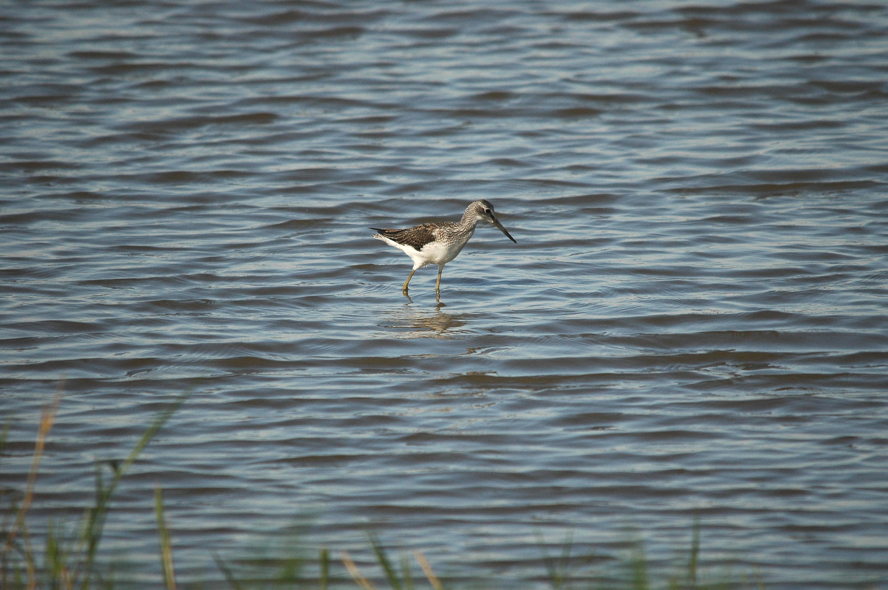 photos/wildlife/Bird_Species/063-Waders/1556-Common_Greenshank/dsc_3069.jpg