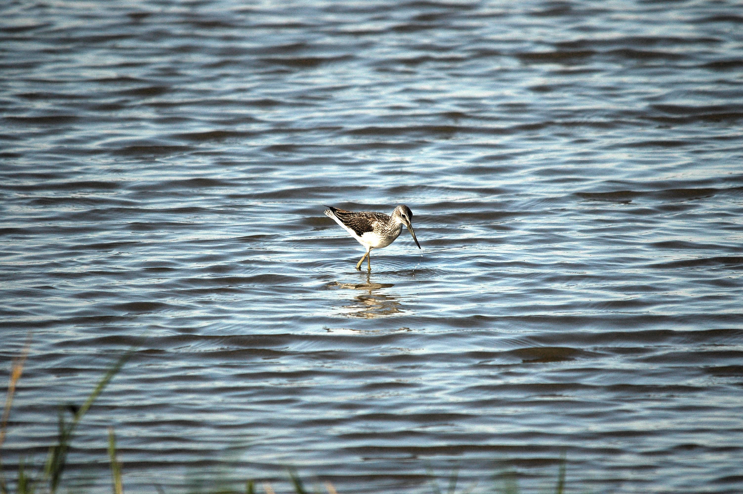 photos/wildlife/Bird_Species/063-Waders/1556-Common_Greenshank/dsc_3070.jpg