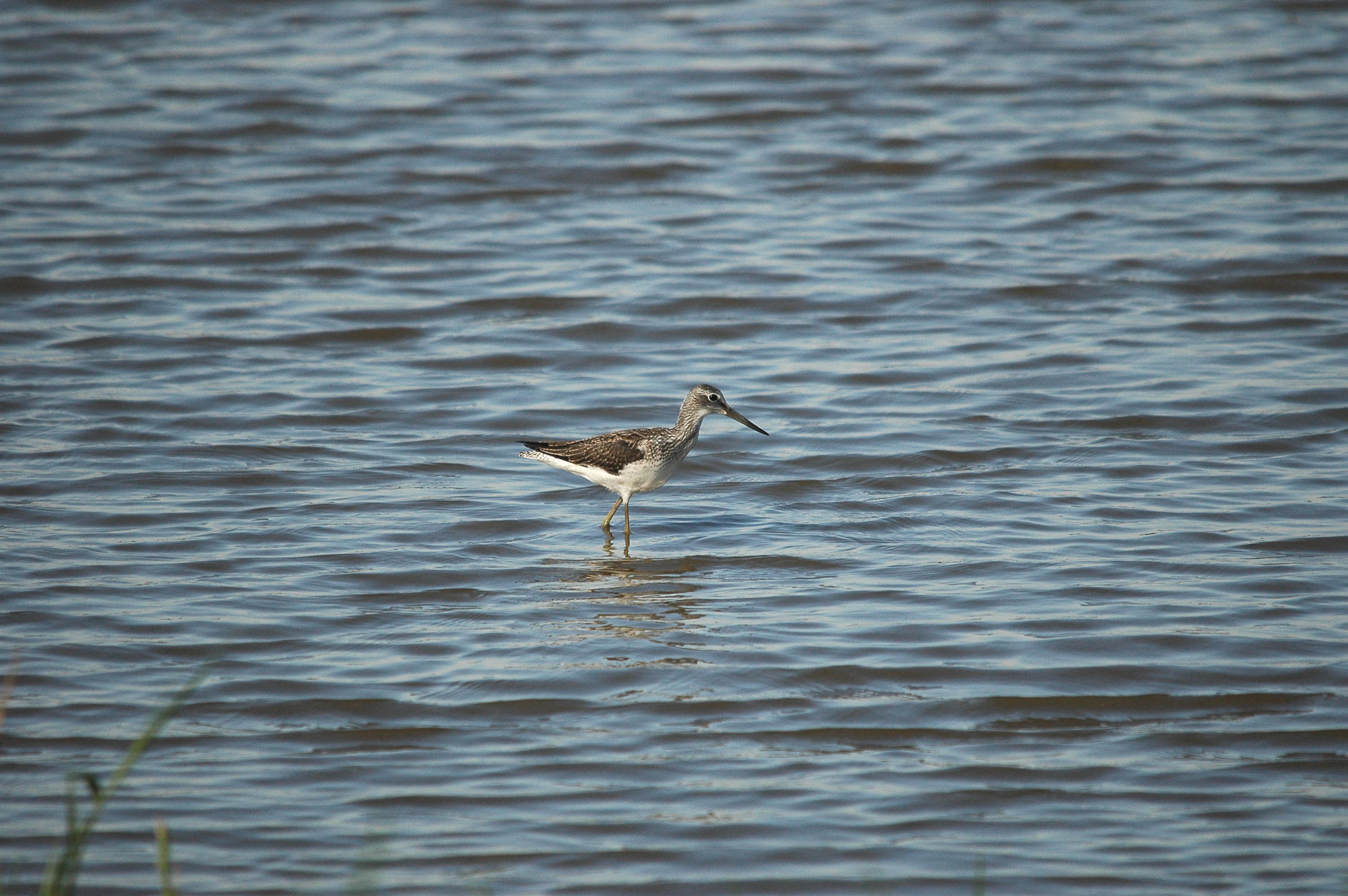 photos/wildlife/Bird_Species/063-Waders/1556-Common_Greenshank/dsc_3071.jpg