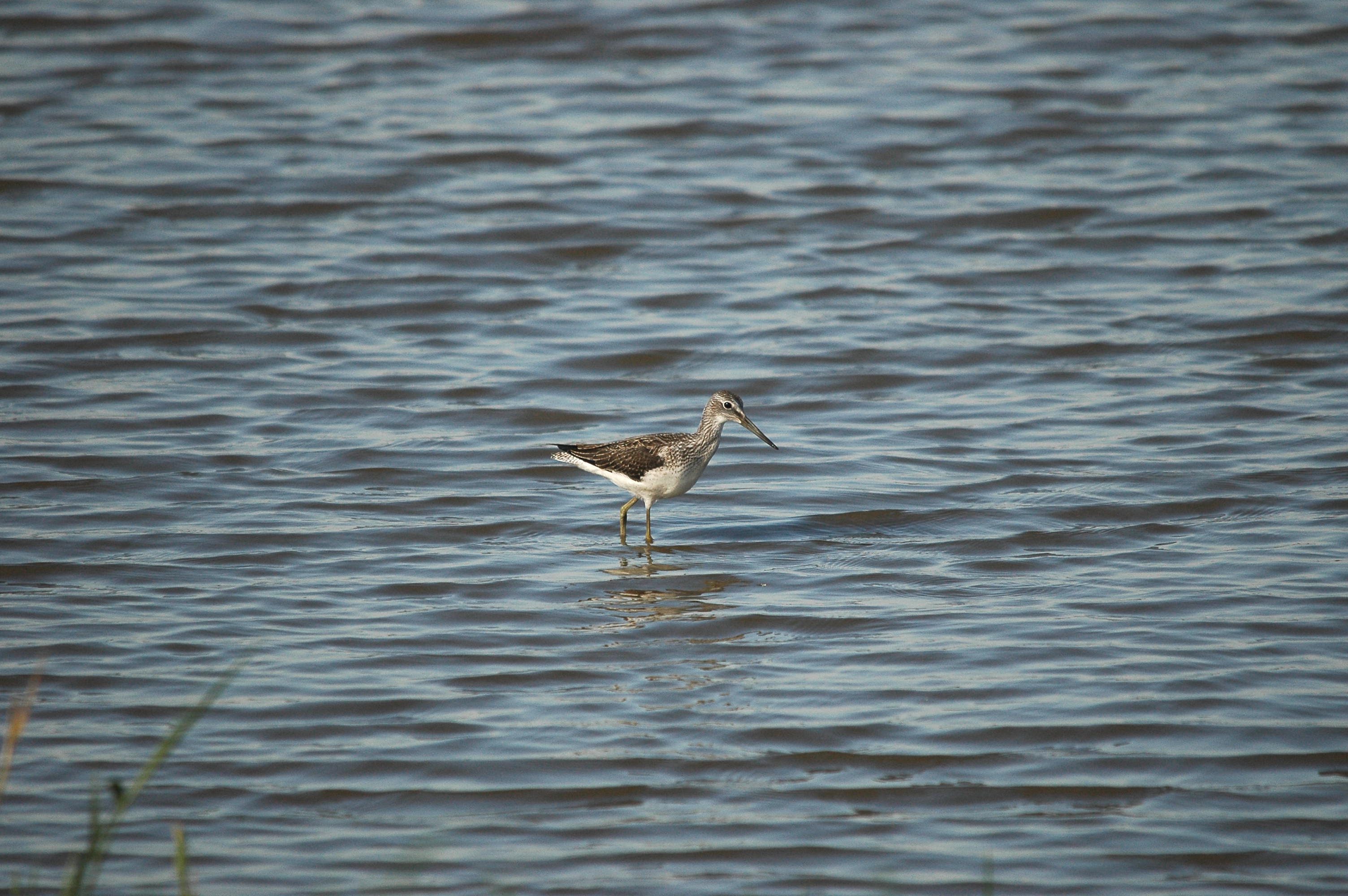 photos/wildlife/Bird_Species/063-Waders/1556-Common_Greenshank/dsc_3072.jpg
