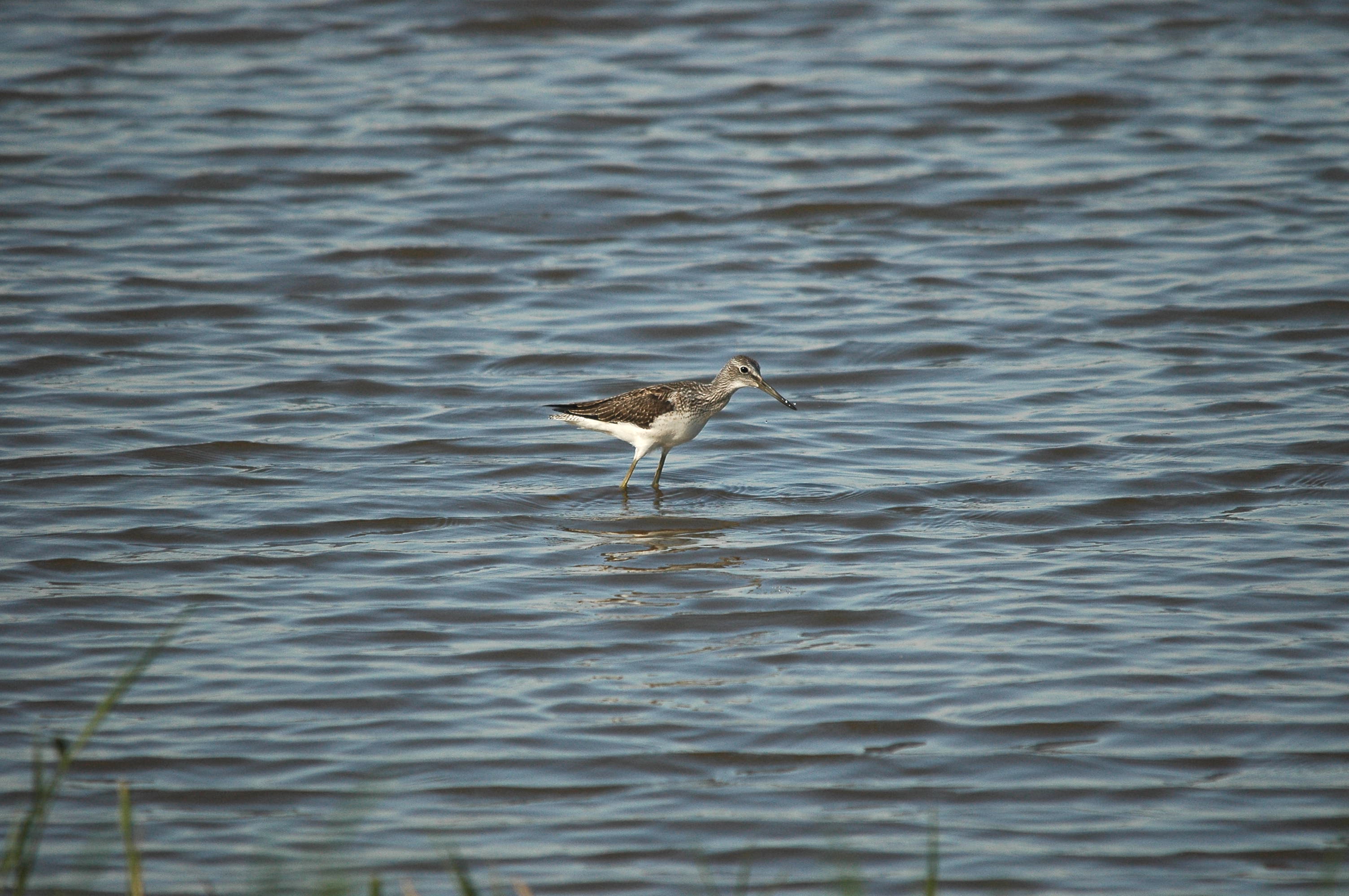 photos/wildlife/Bird_Species/063-Waders/1556-Common_Greenshank/dsc_3073.jpg