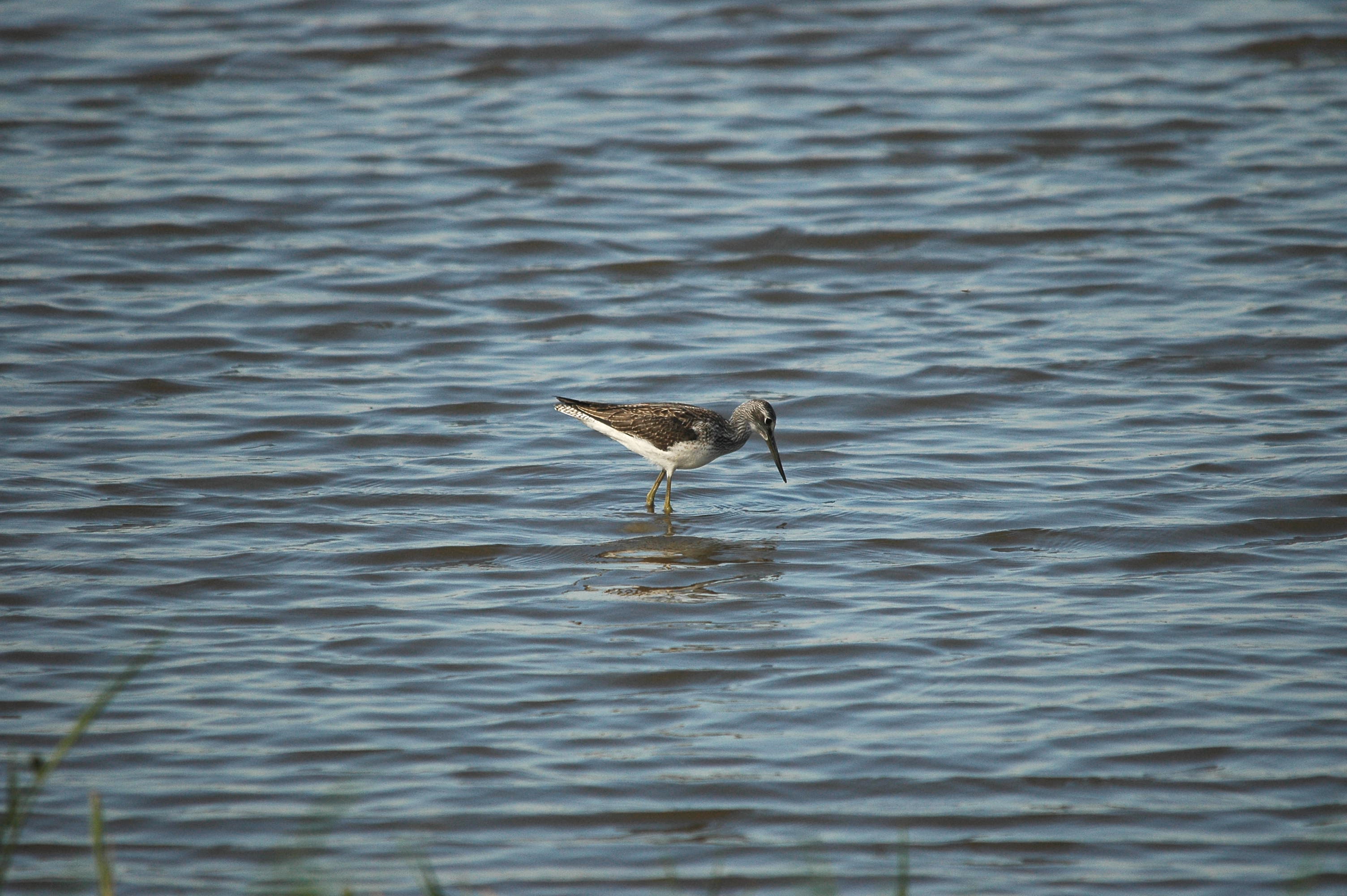 photos/wildlife/Bird_Species/063-Waders/1556-Common_Greenshank/dsc_3074.jpg