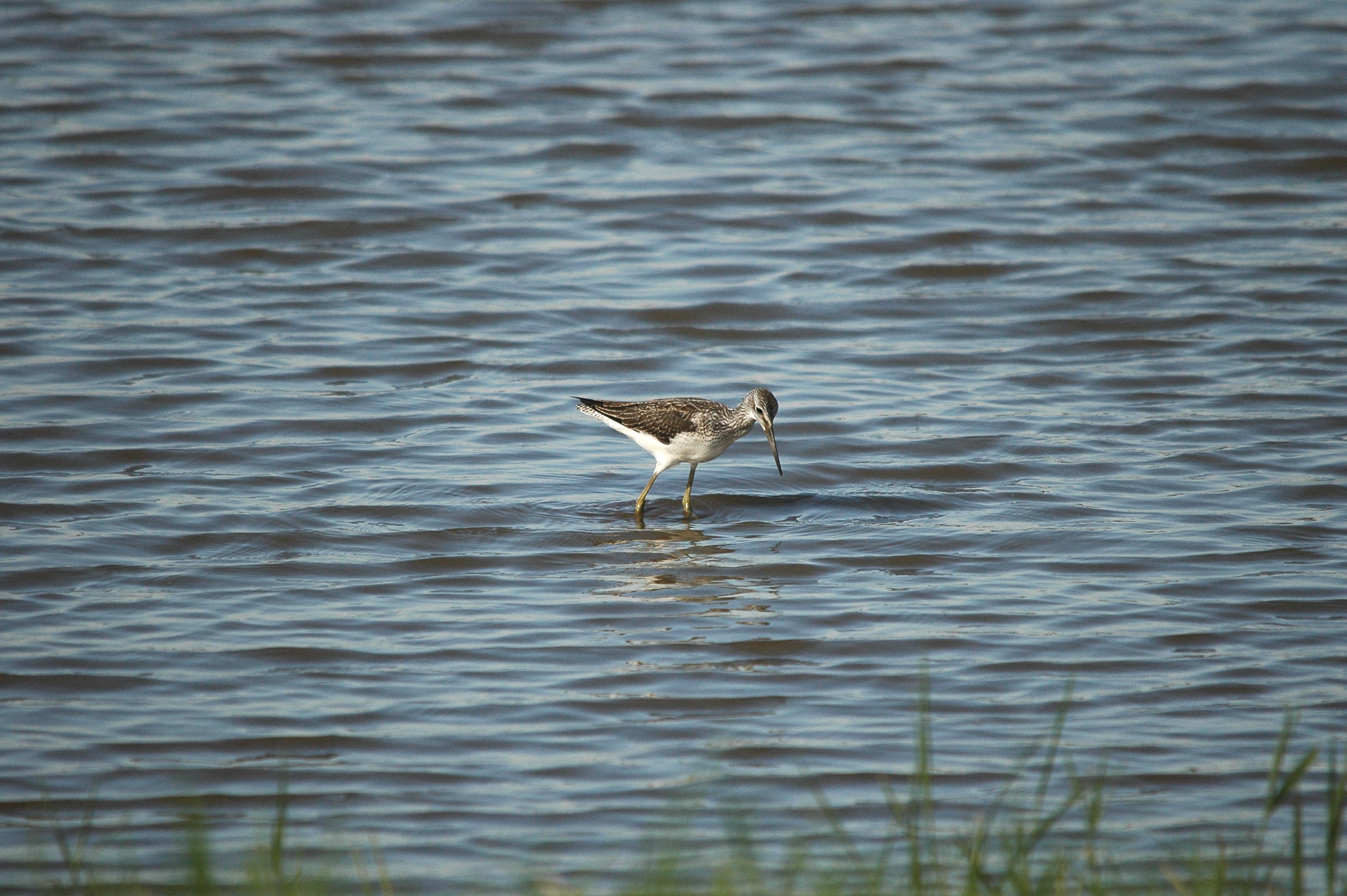 photos/wildlife/Bird_Species/063-Waders/1556-Common_Greenshank/dsc_3075.jpg