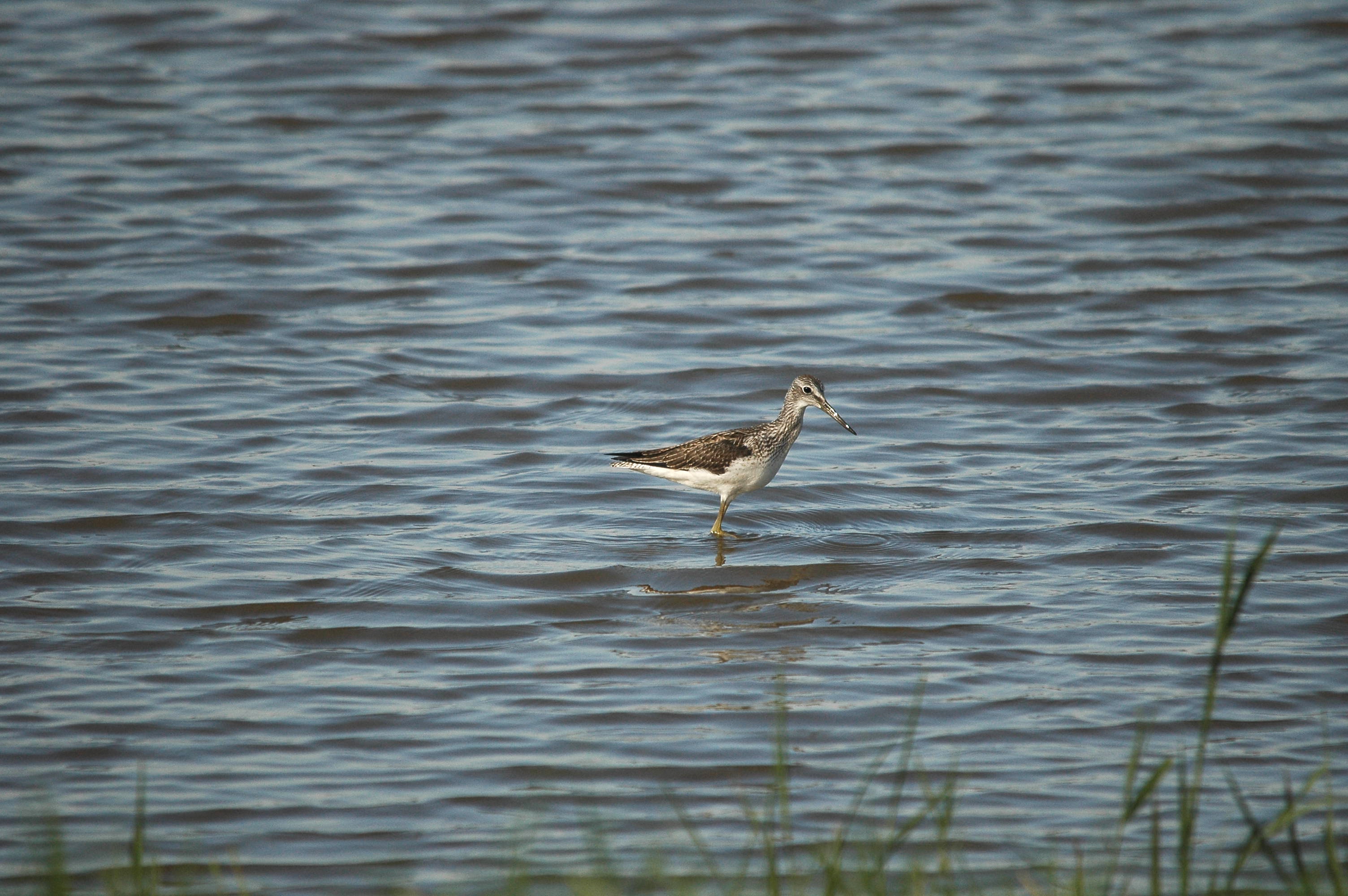photos/wildlife/Bird_Species/063-Waders/1556-Common_Greenshank/dsc_3077.jpg