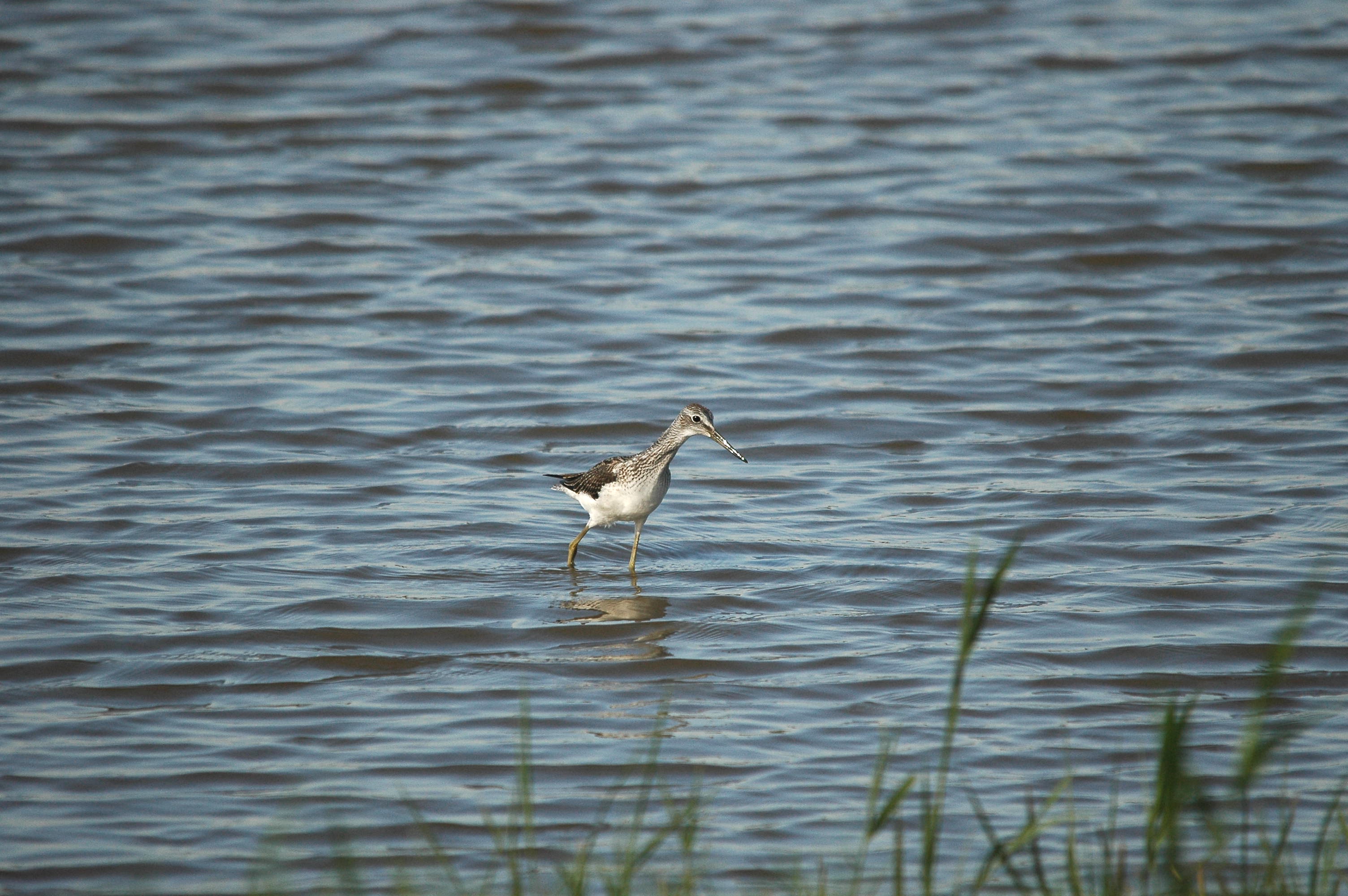 photos/wildlife/Bird_Species/063-Waders/1556-Common_Greenshank/dsc_3078.jpg
