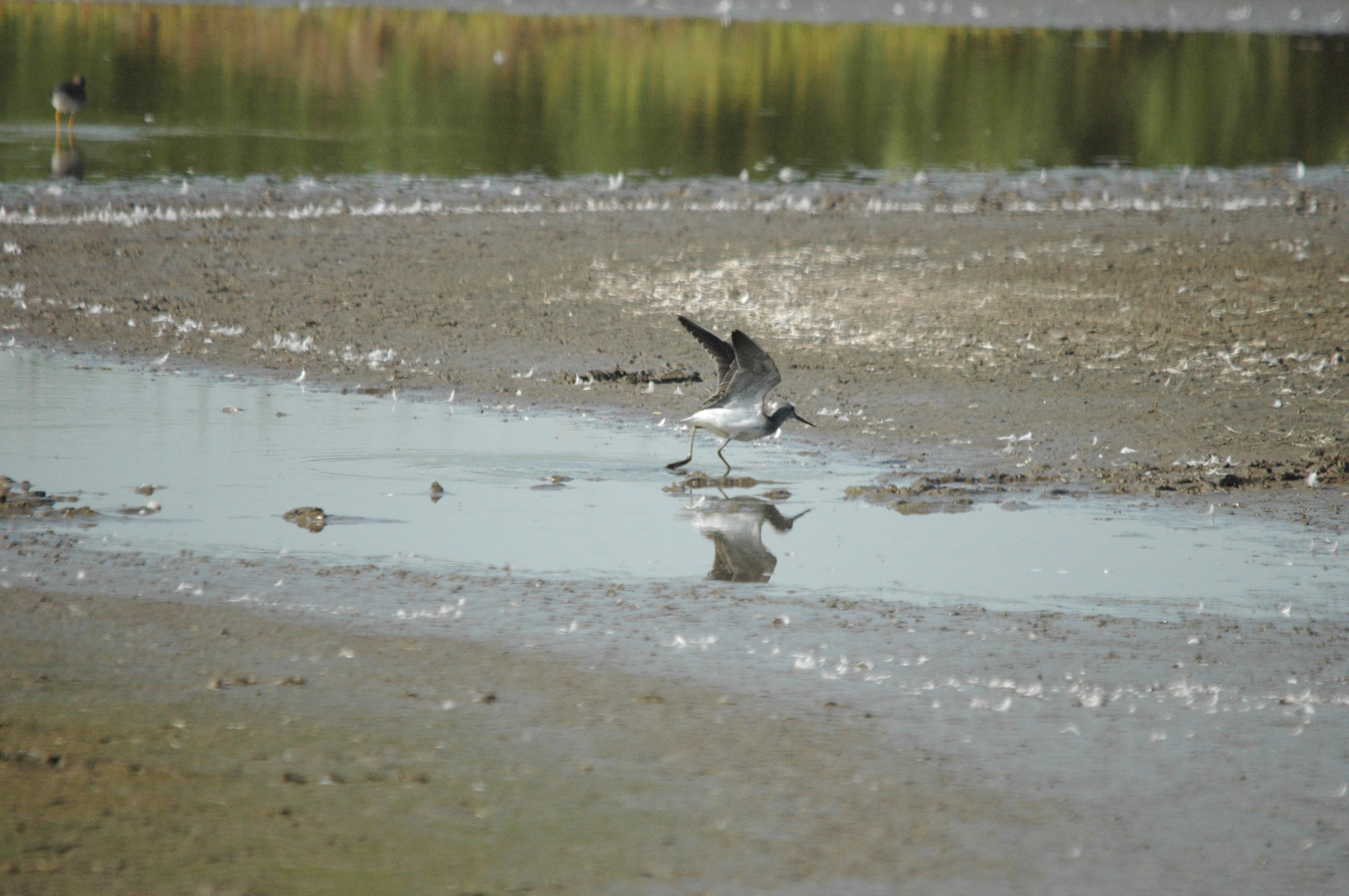 photos/wildlife/Bird_Species/063-Waders/1556-Common_Greenshank/dsc_3410.jpg