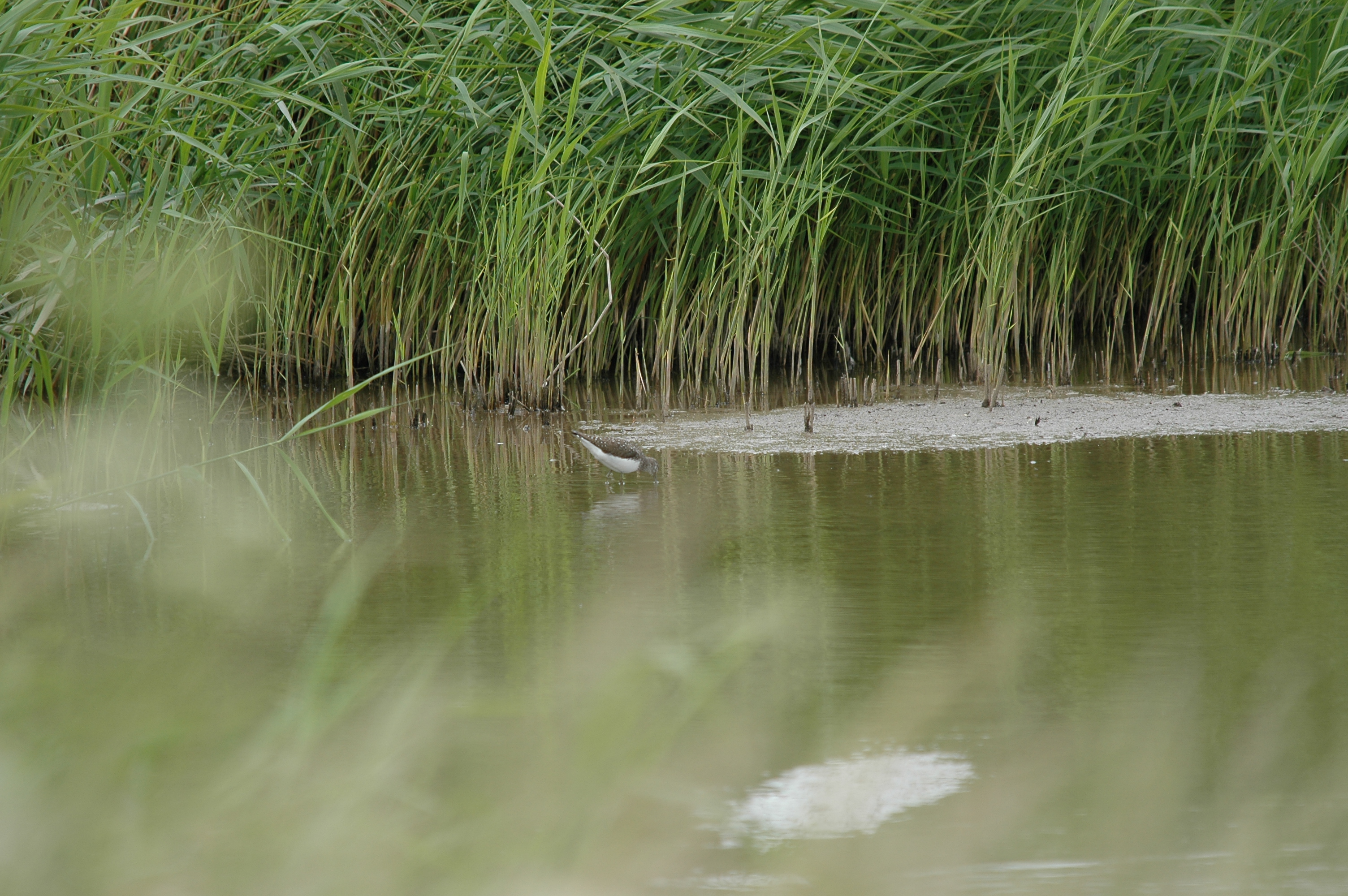 photos/wildlife/Bird_Species/063-Waders/1560-Green_Sandpiper/20090618-Blacktoft-01.jpg