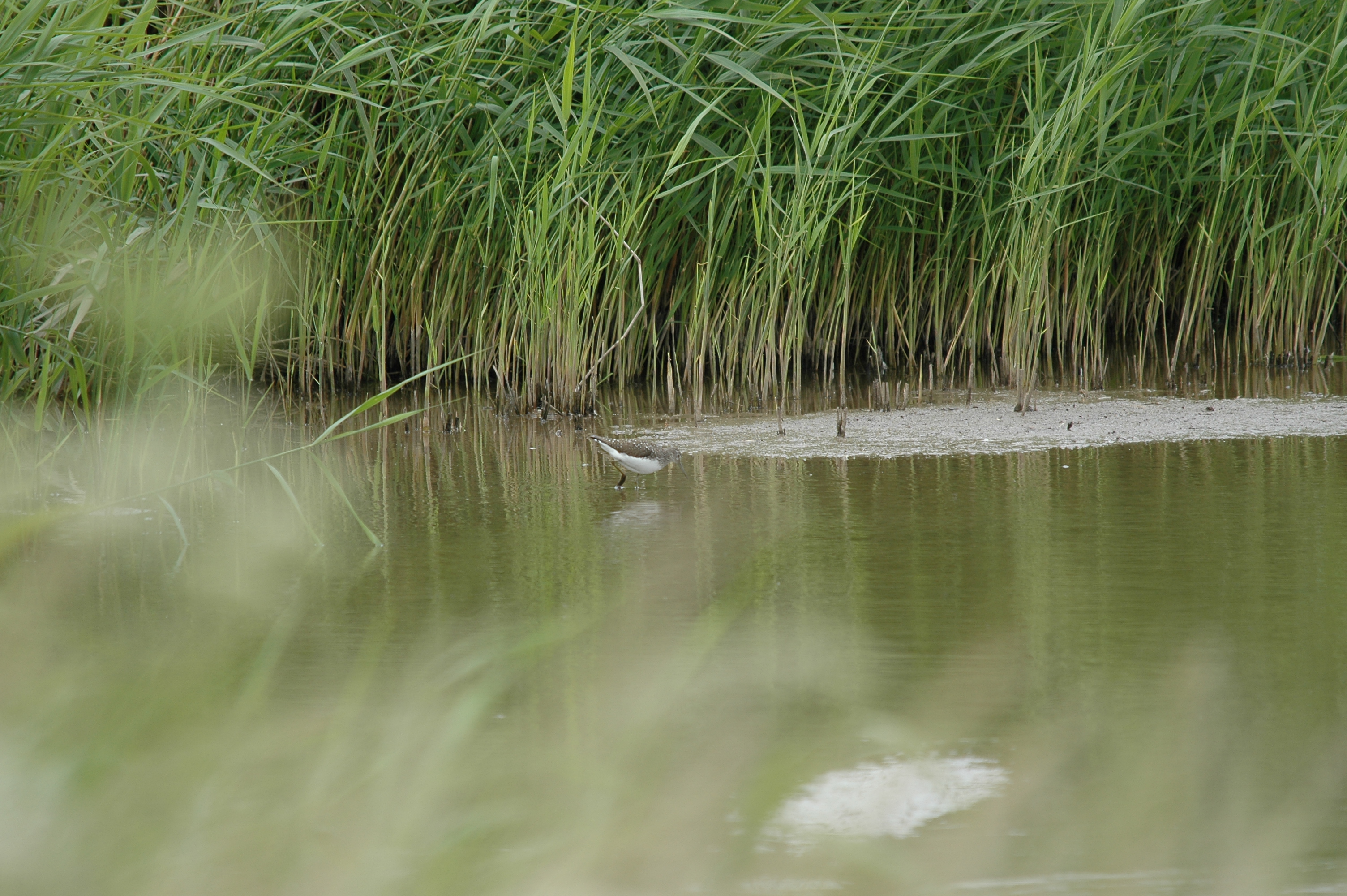 photos/wildlife/Bird_Species/063-Waders/1560-Green_Sandpiper/20090618-Blacktoft-02.jpg