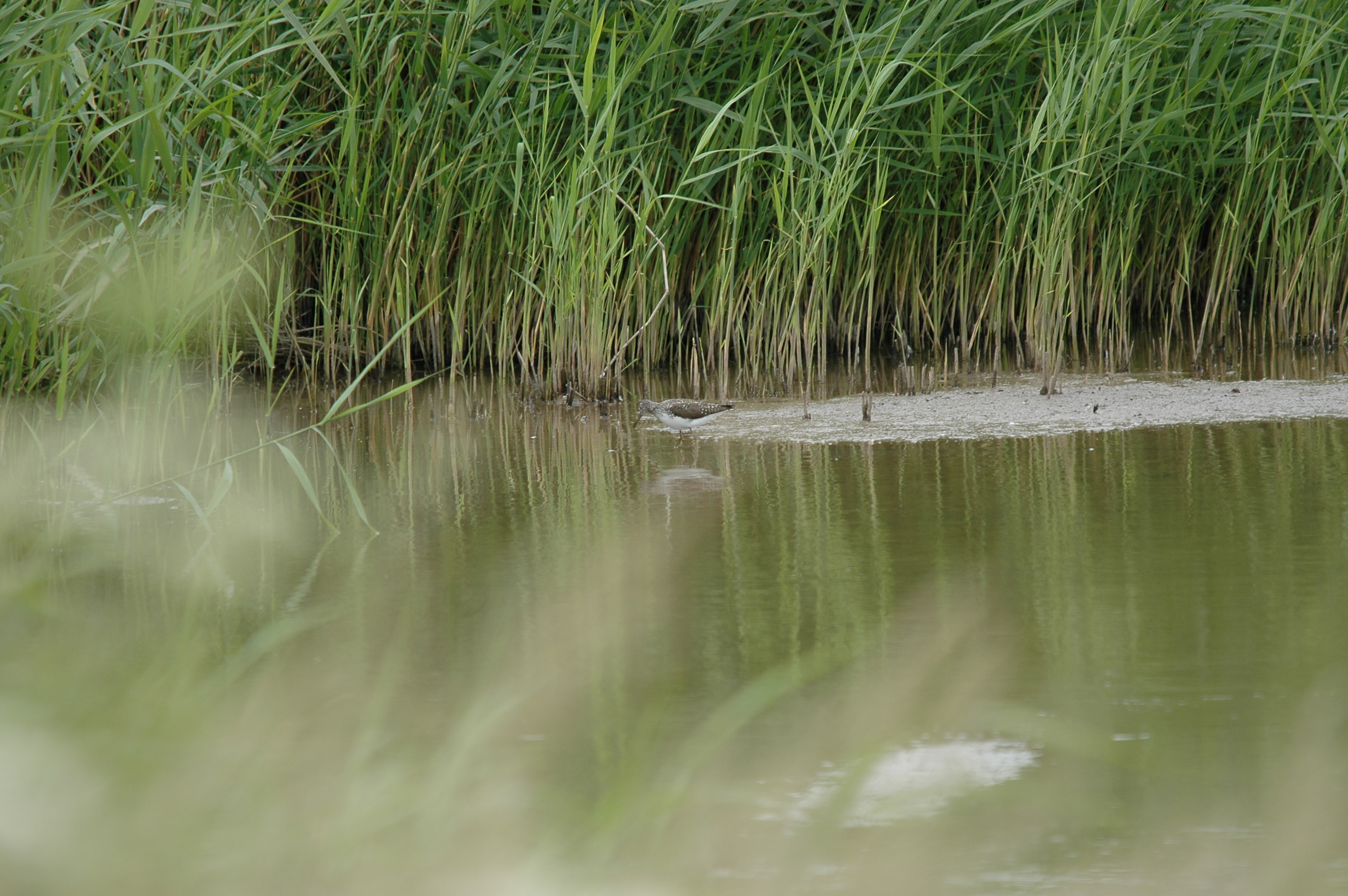 photos/wildlife/Bird_Species/063-Waders/1560-Green_Sandpiper/20090618-Blacktoft-03.jpg