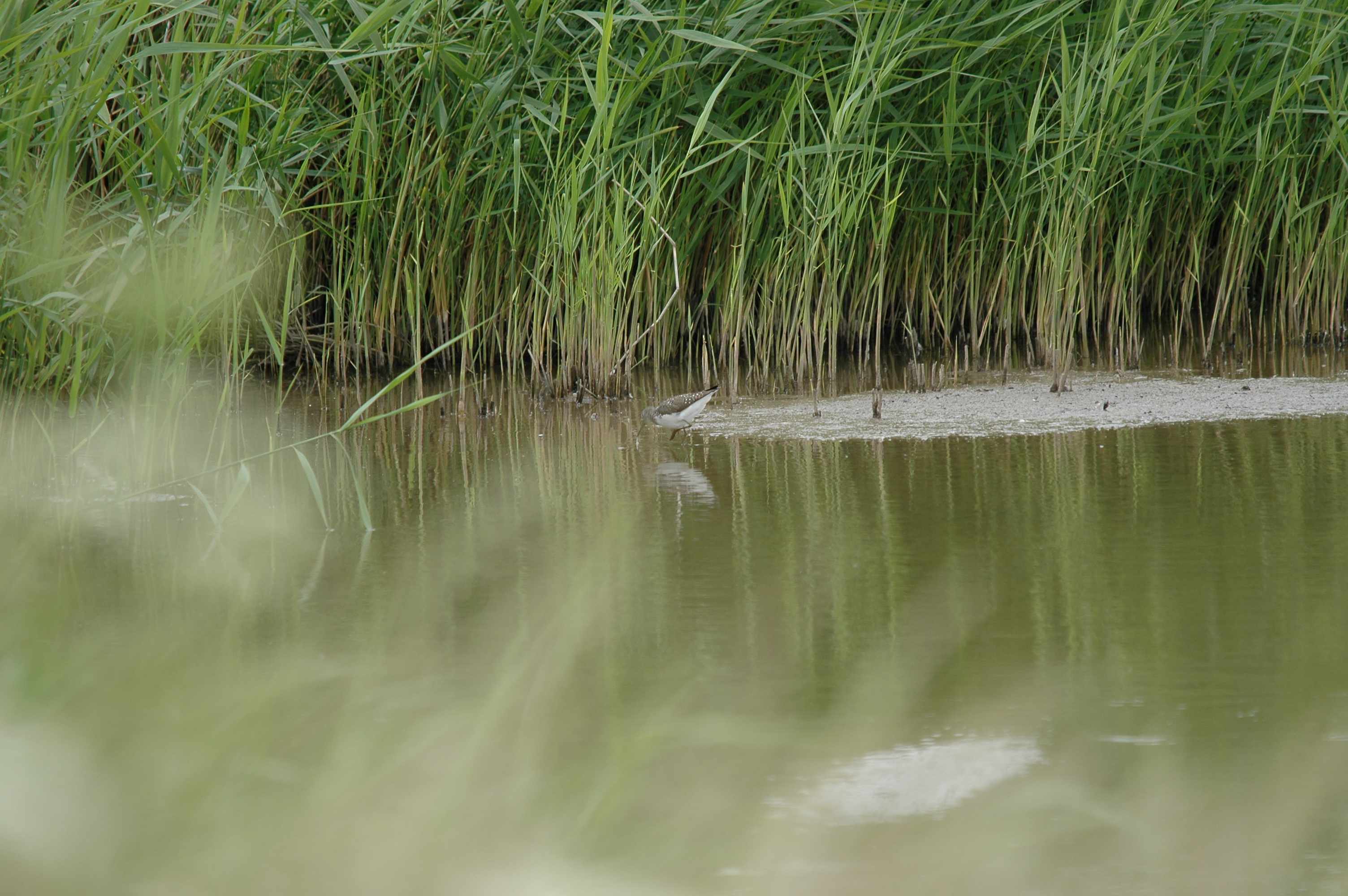 photos/wildlife/Bird_Species/063-Waders/1560-Green_Sandpiper/20090618-Blacktoft-04.jpg