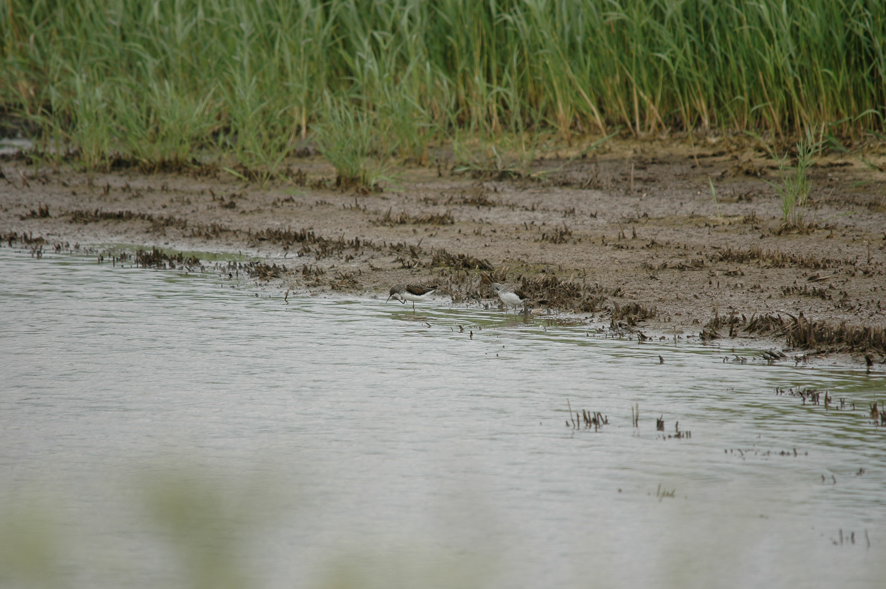 photos/wildlife/Bird_Species/063-Waders/1560-Green_Sandpiper/20090618-Blacktoft-05.jpg
