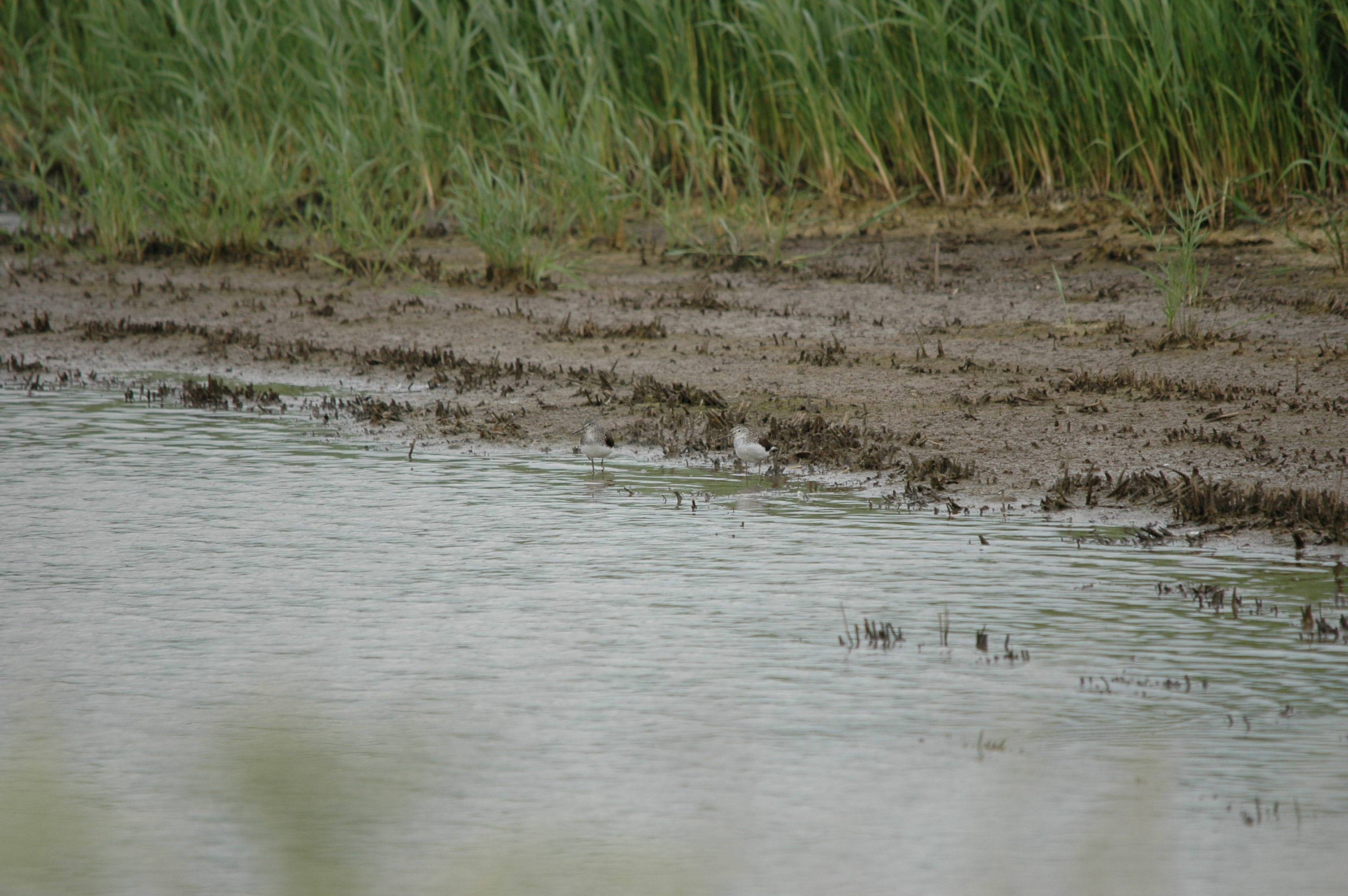 photos/wildlife/Bird_Species/063-Waders/1560-Green_Sandpiper/20090618-Blacktoft-06.jpg