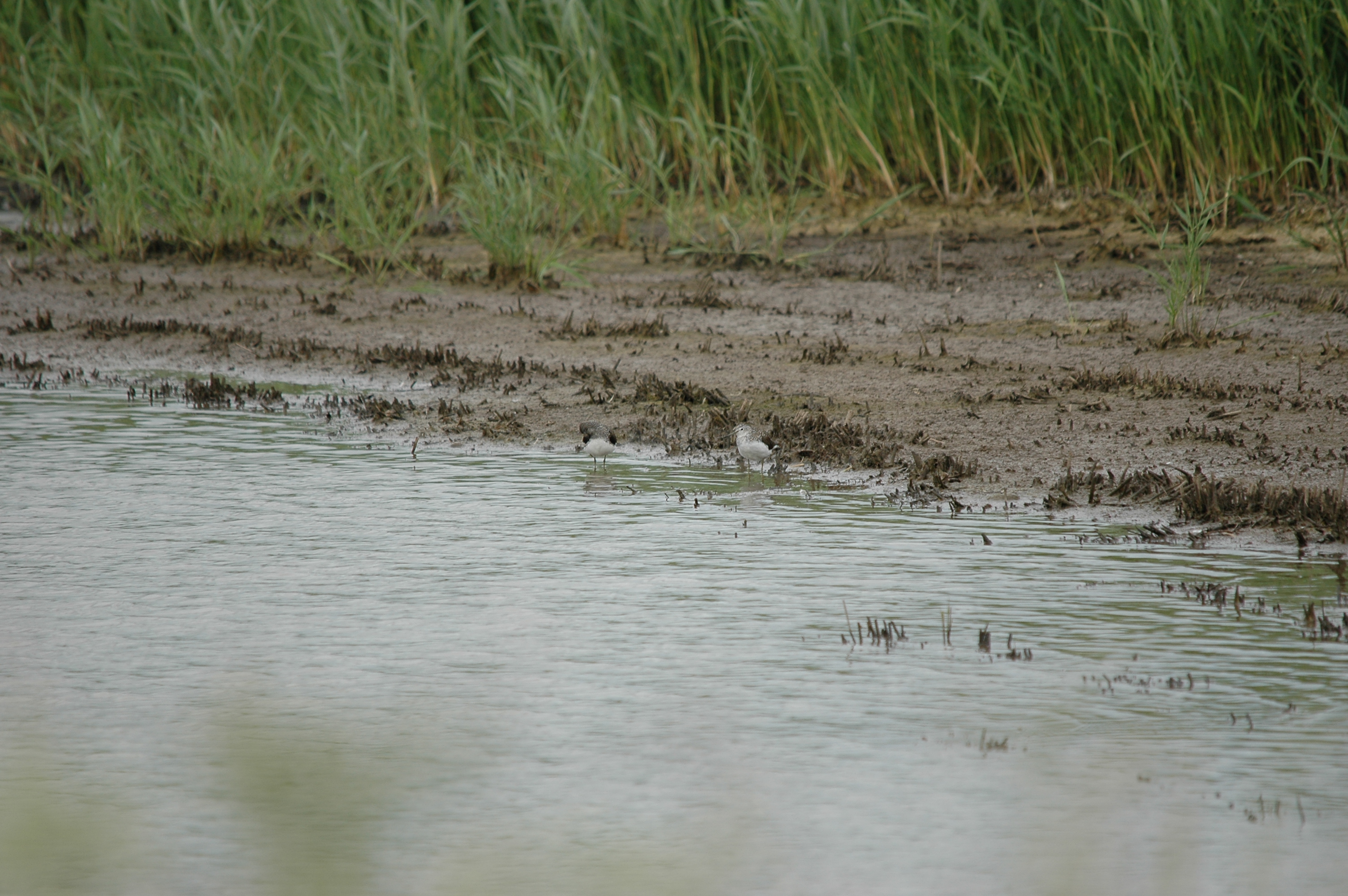 photos/wildlife/Bird_Species/063-Waders/1560-Green_Sandpiper/20090618-Blacktoft-07.jpg