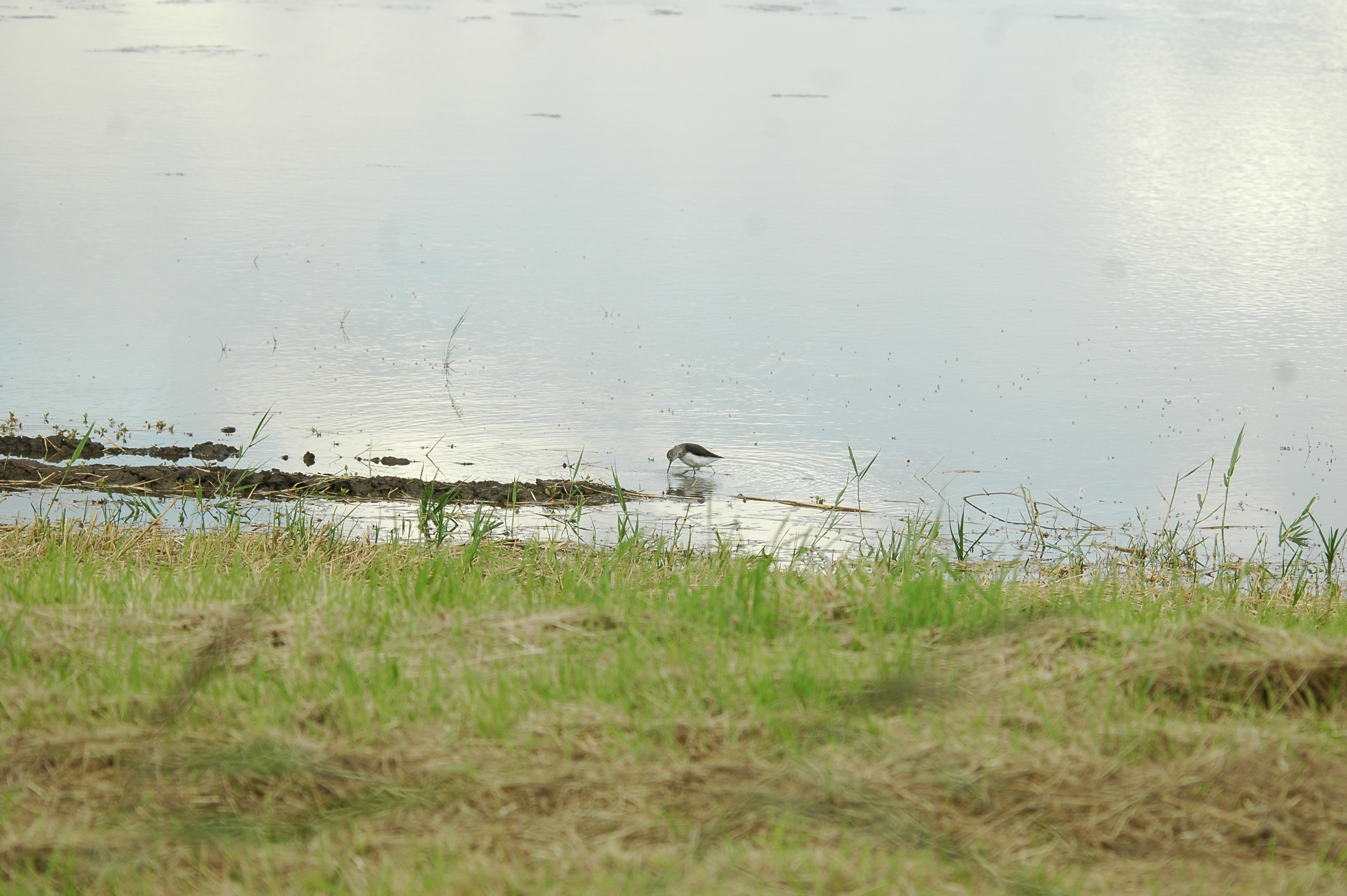 photos/wildlife/Bird_Species/063-Waders/1560-Green_Sandpiper/20090725-Blacktoft-01.jpg