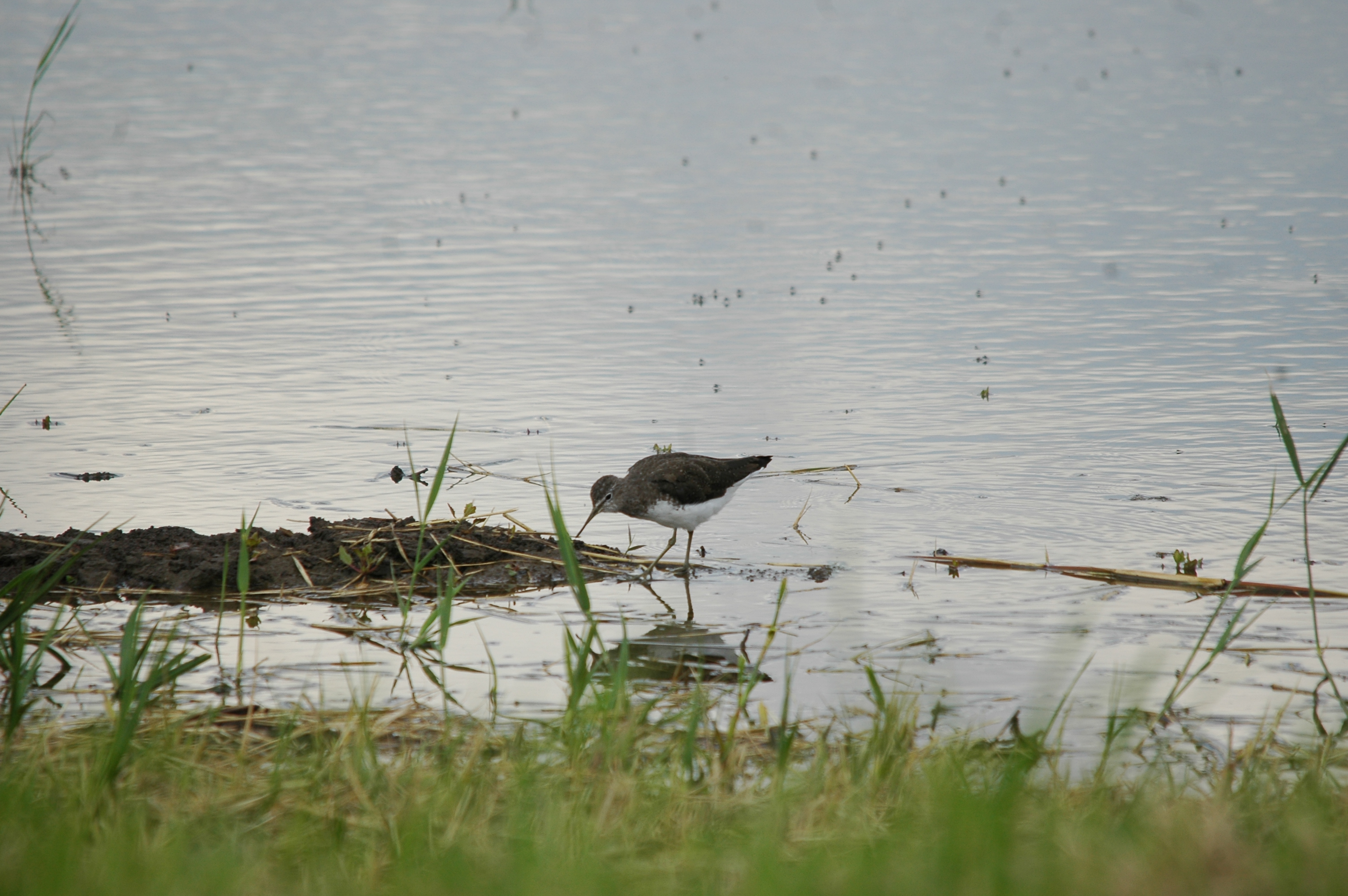 photos/wildlife/Bird_Species/063-Waders/1560-Green_Sandpiper/20090725-Blacktoft-02.jpg