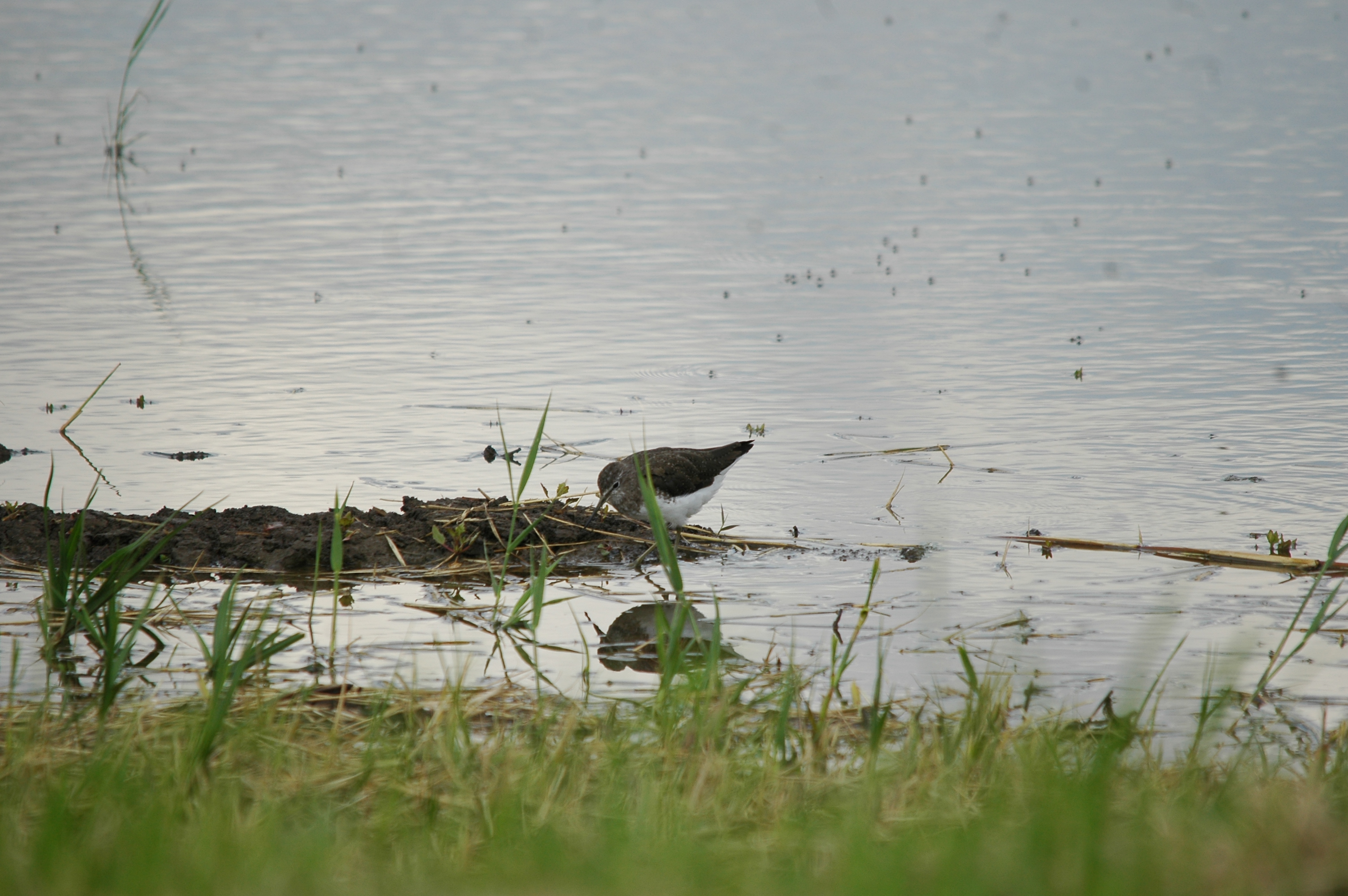 photos/wildlife/Bird_Species/063-Waders/1560-Green_Sandpiper/20090725-Blacktoft-04.jpg