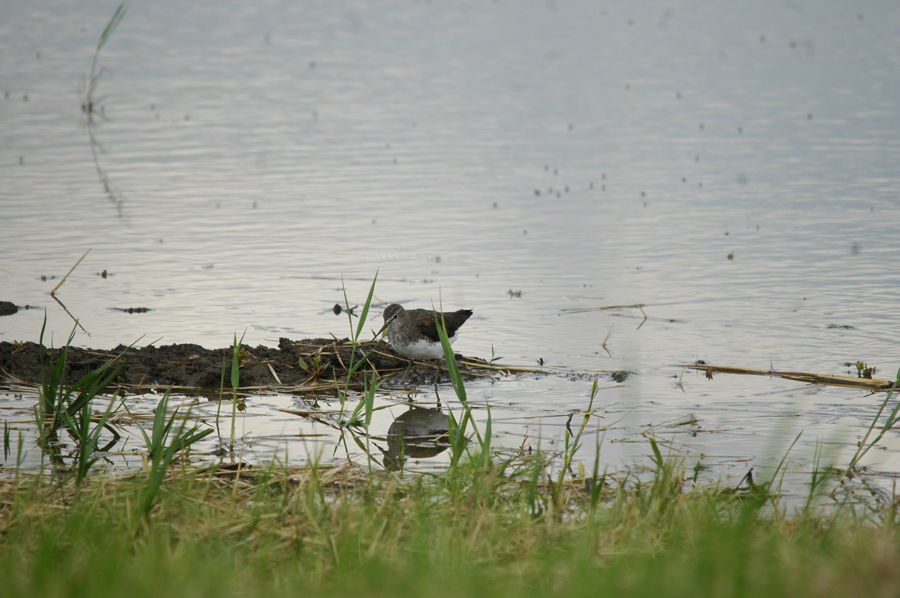 photos/wildlife/Bird_Species/063-Waders/1560-Green_Sandpiper/20090725-Blacktoft-05.jpg