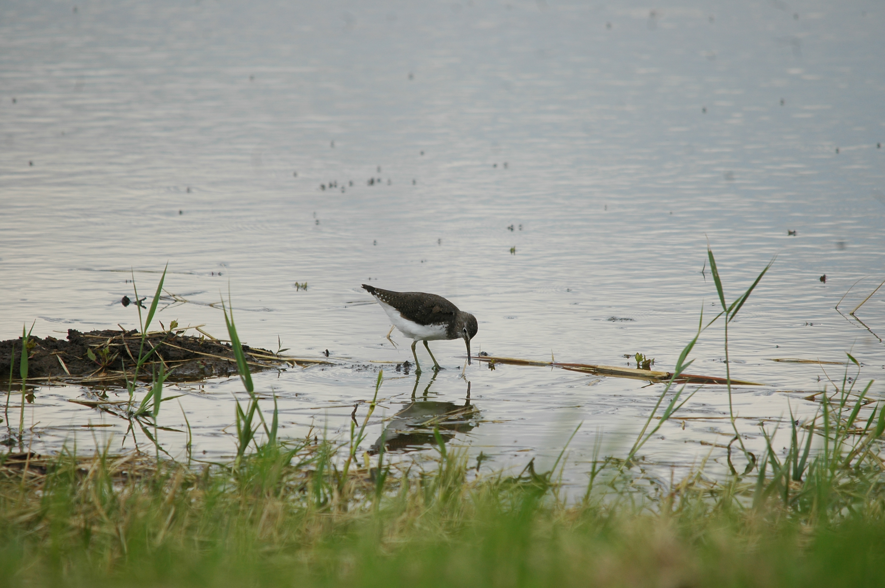 photos/wildlife/Bird_Species/063-Waders/1560-Green_Sandpiper/20090725-Blacktoft-06.jpg