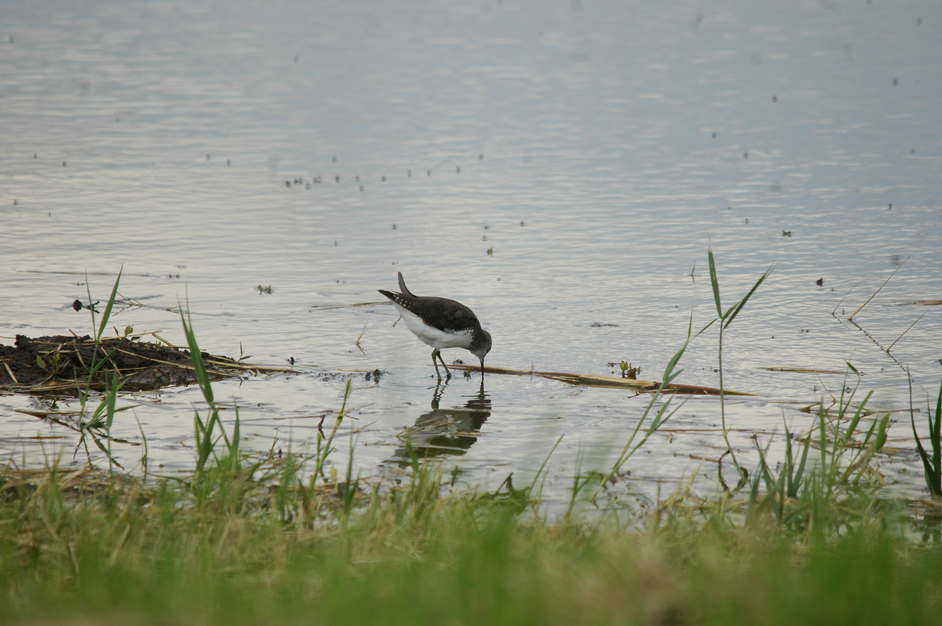 photos/wildlife/Bird_Species/063-Waders/1560-Green_Sandpiper/20090725-Blacktoft-07.jpg
