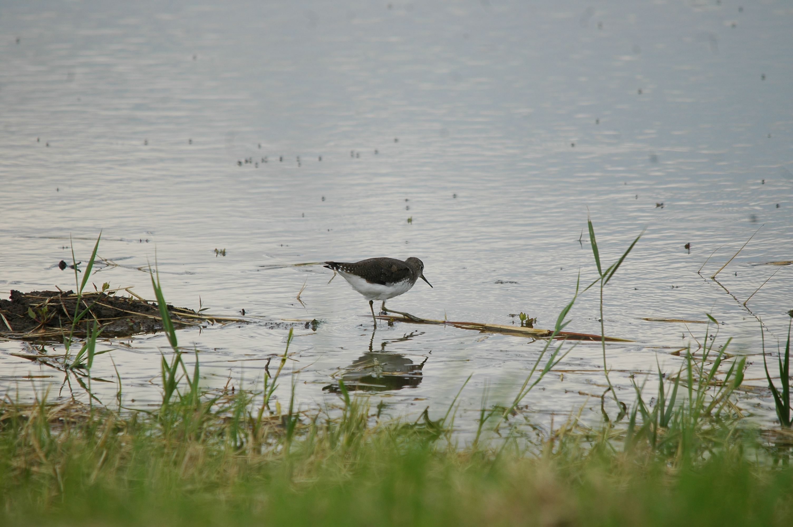 photos/wildlife/Bird_Species/063-Waders/1560-Green_Sandpiper/20090725-Blacktoft-08.jpg
