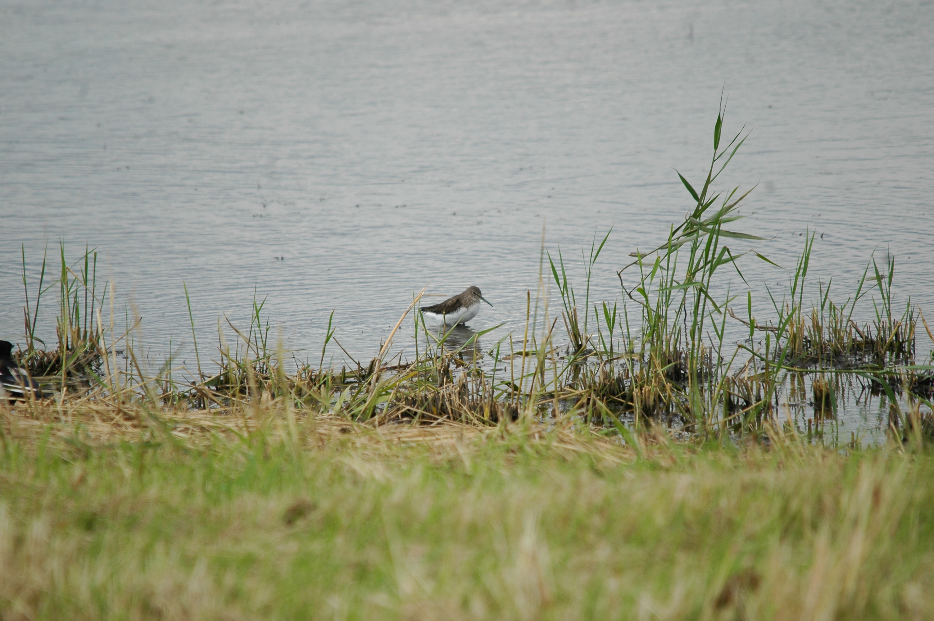 photos/wildlife/Bird_Species/063-Waders/1560-Green_Sandpiper/20090725-Blacktoft-09.jpg