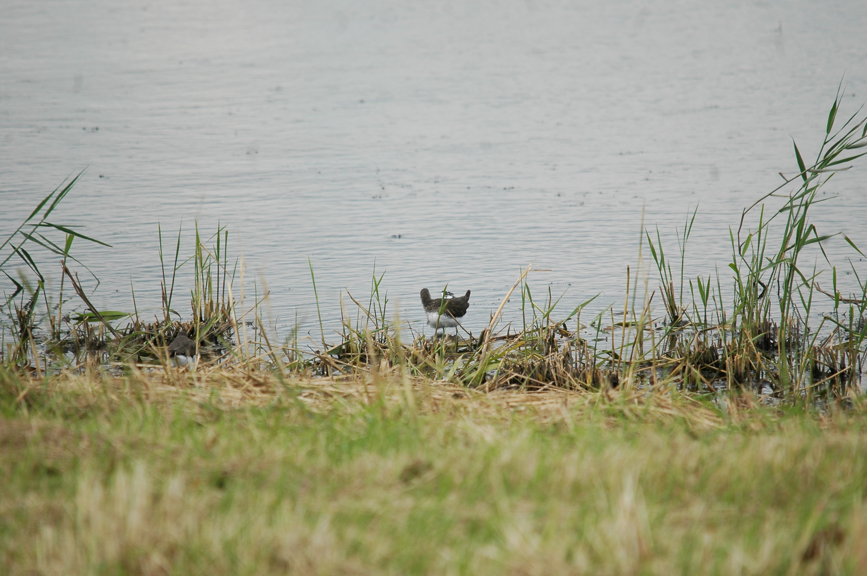 photos/wildlife/Bird_Species/063-Waders/1560-Green_Sandpiper/20090725-Blacktoft-10.jpg
