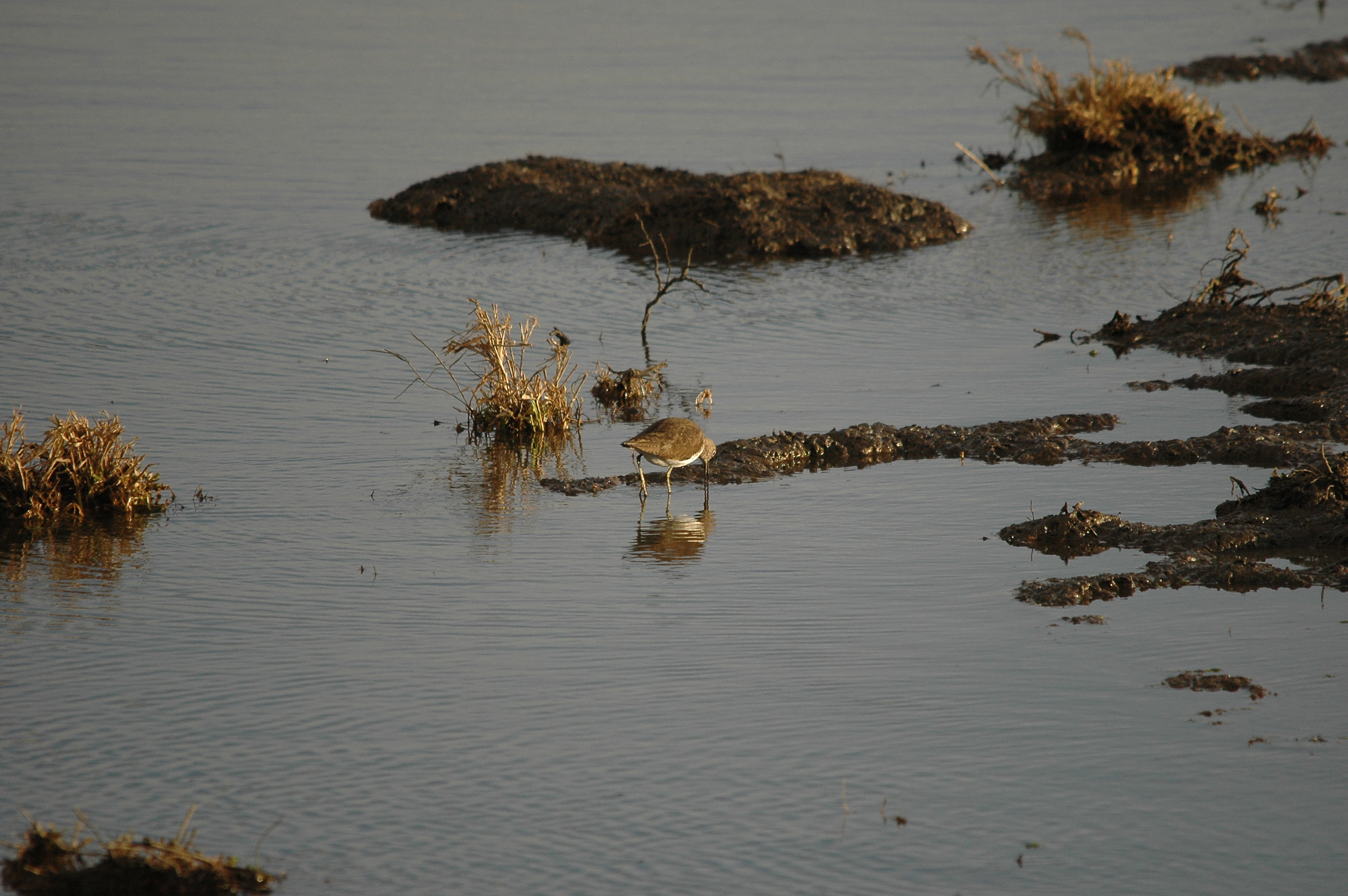 photos/wildlife/Bird_Species/063-Waders/1560-Green_Sandpiper/DSC_4736.JPG