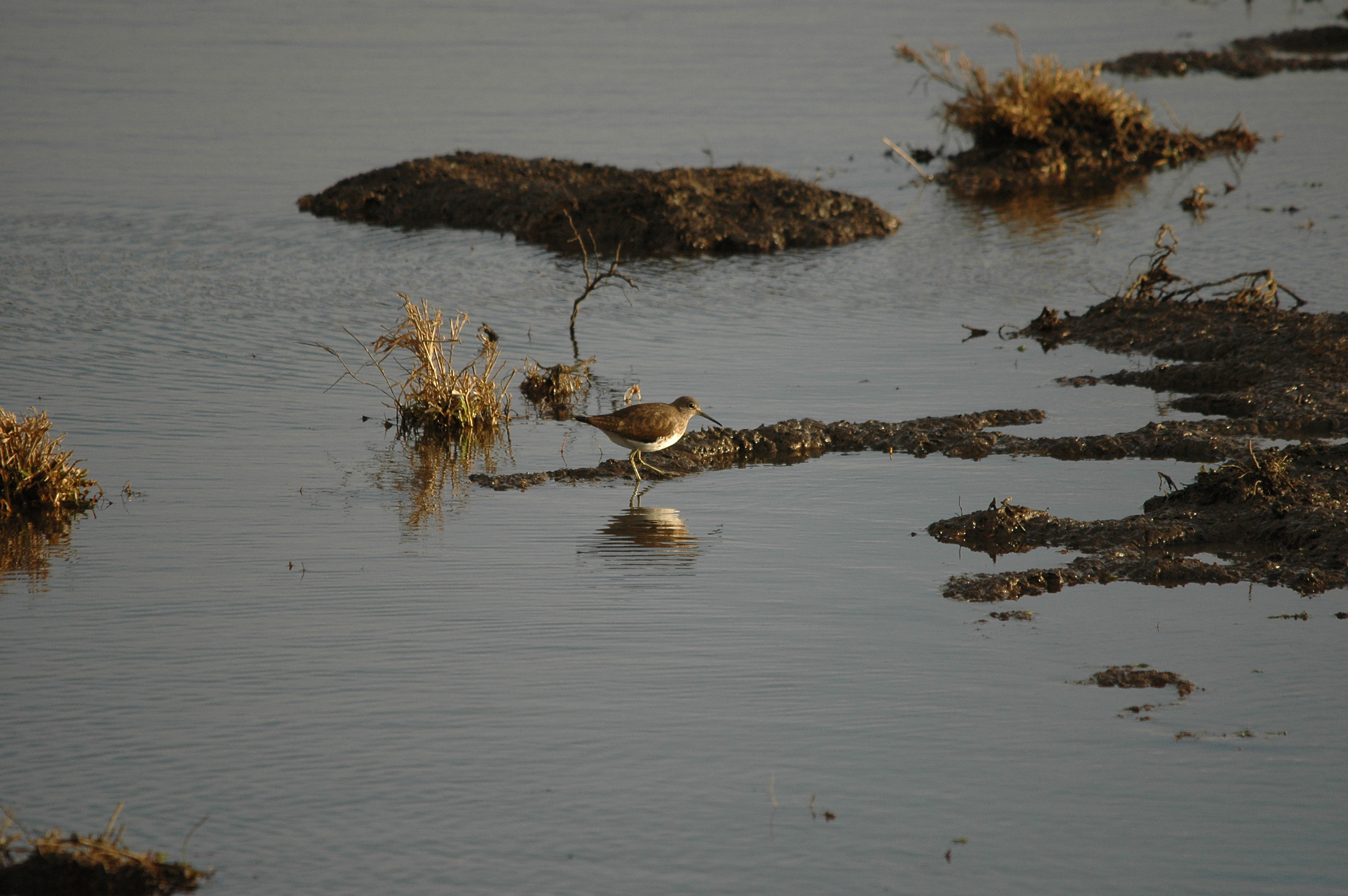 photos/wildlife/Bird_Species/063-Waders/1560-Green_Sandpiper/DSC_4738.JPG