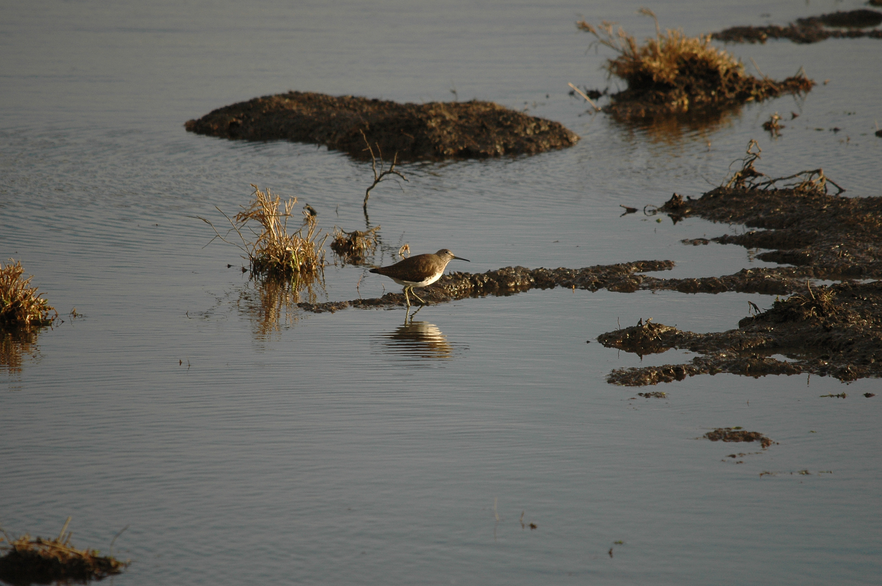 photos/wildlife/Bird_Species/063-Waders/1560-Green_Sandpiper/DSC_4739.JPG