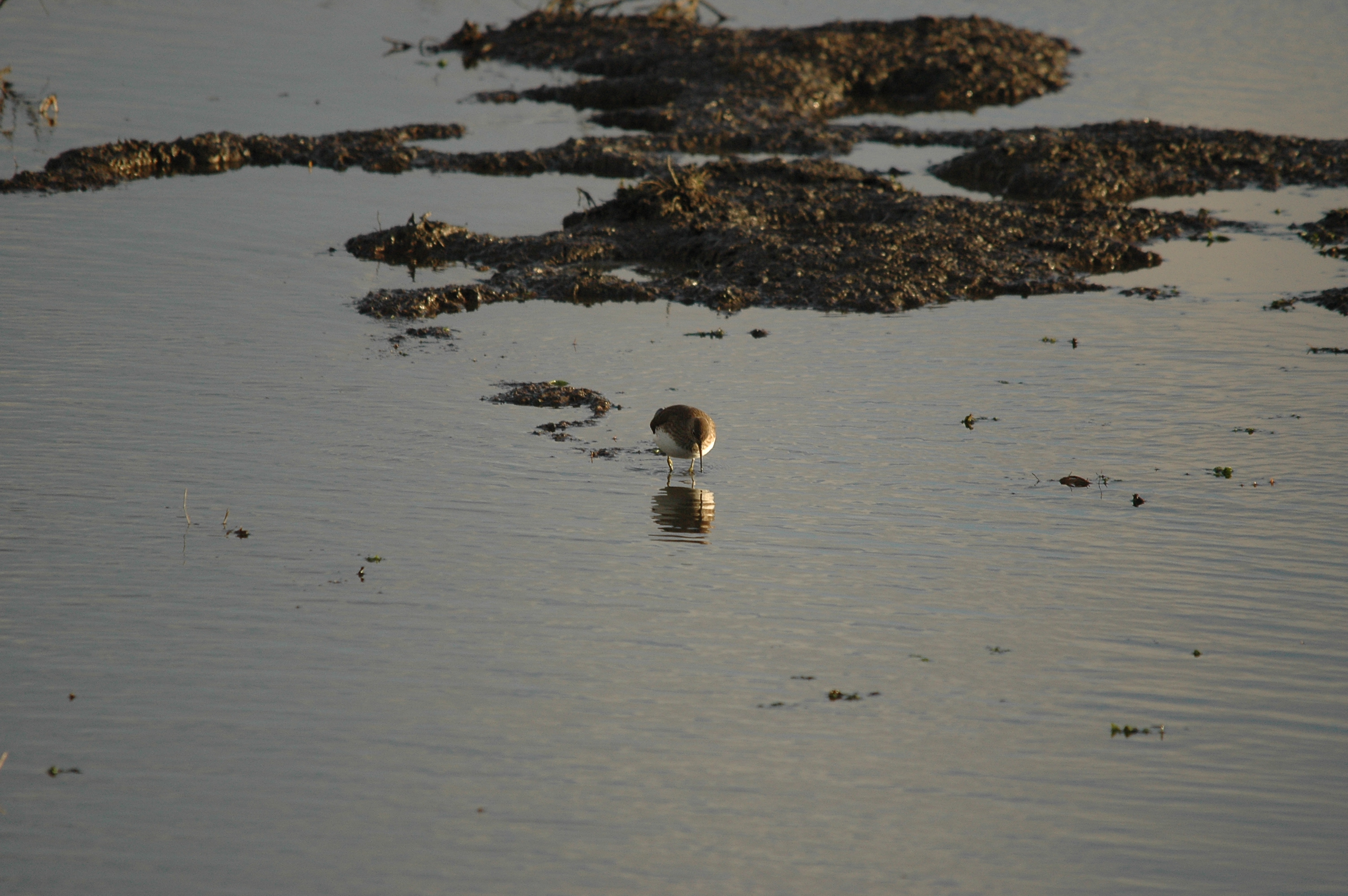 photos/wildlife/Bird_Species/063-Waders/1560-Green_Sandpiper/DSC_4741.JPG