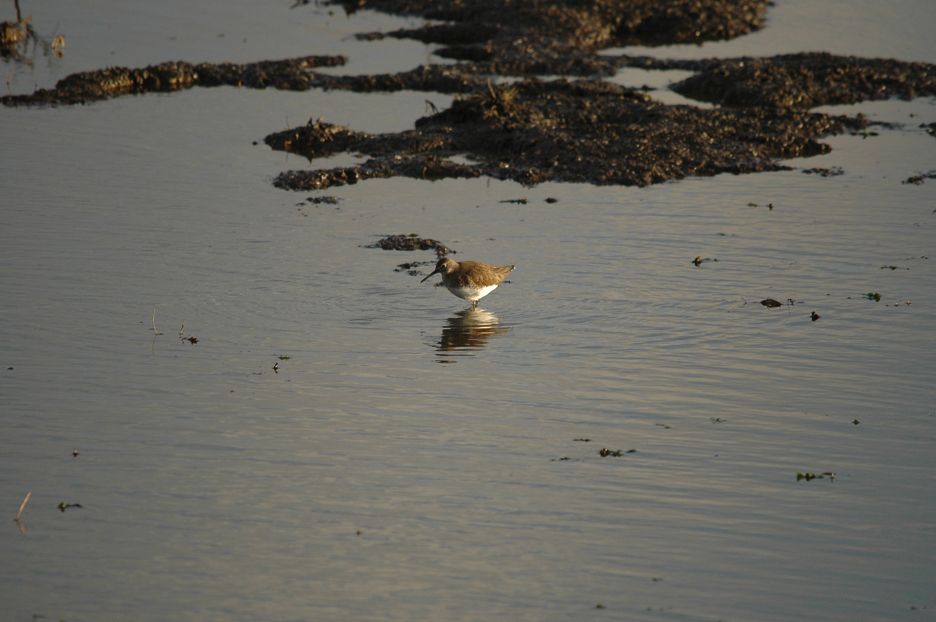 photos/wildlife/Bird_Species/063-Waders/1560-Green_Sandpiper/DSC_4742.JPG