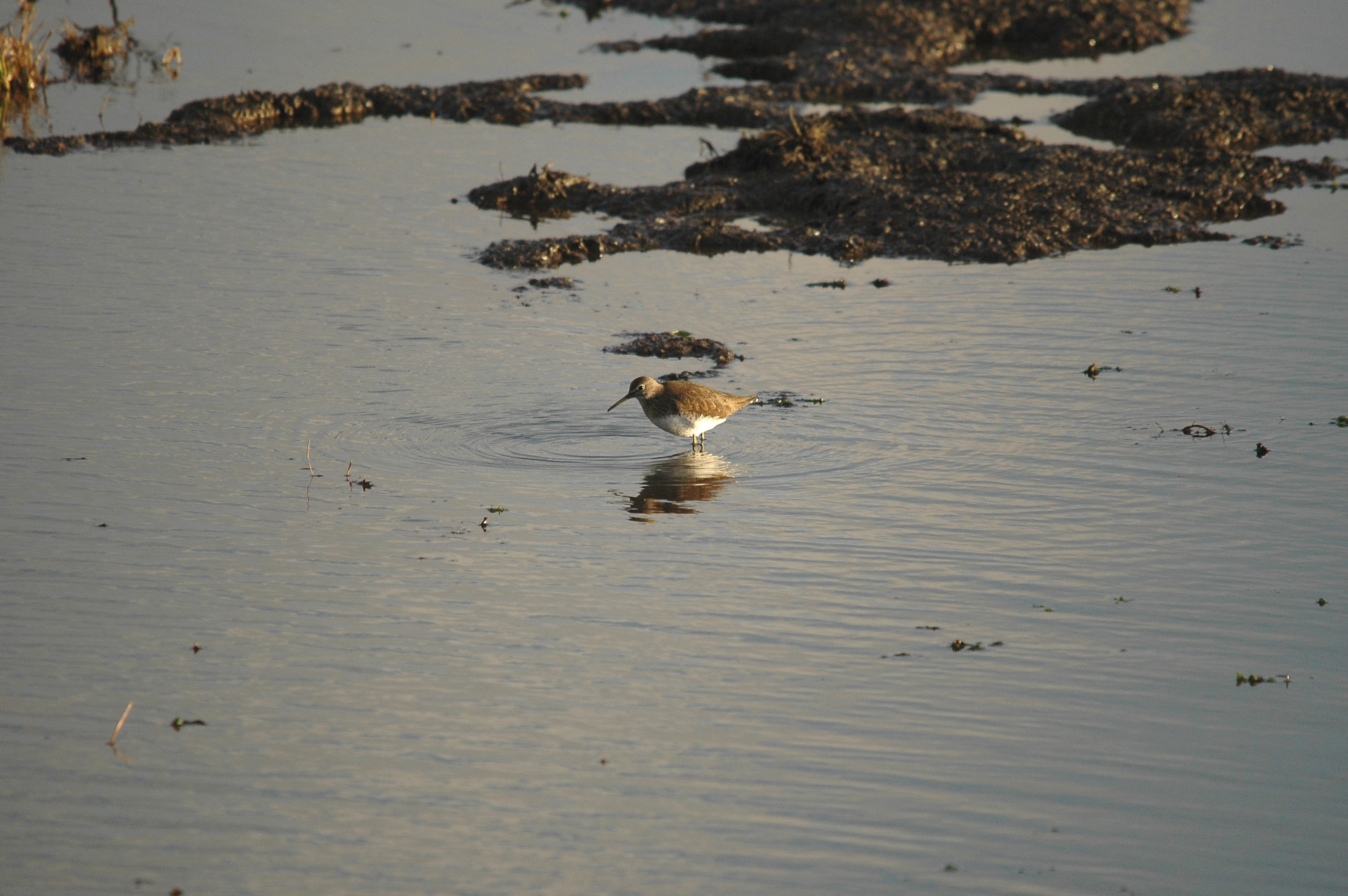 photos/wildlife/Bird_Species/063-Waders/1560-Green_Sandpiper/DSC_4743.JPG