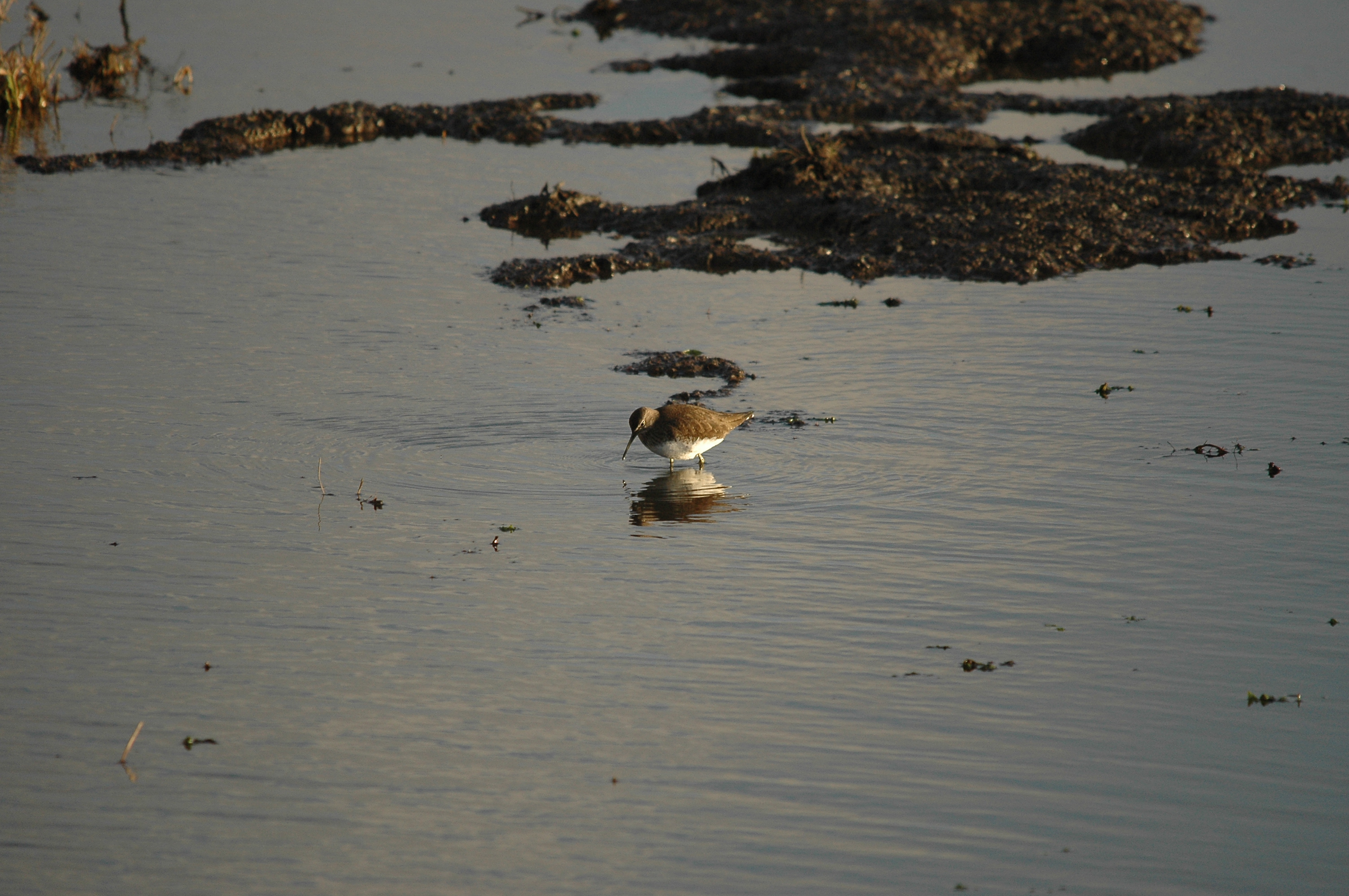 photos/wildlife/Bird_Species/063-Waders/1560-Green_Sandpiper/DSC_4744.JPG