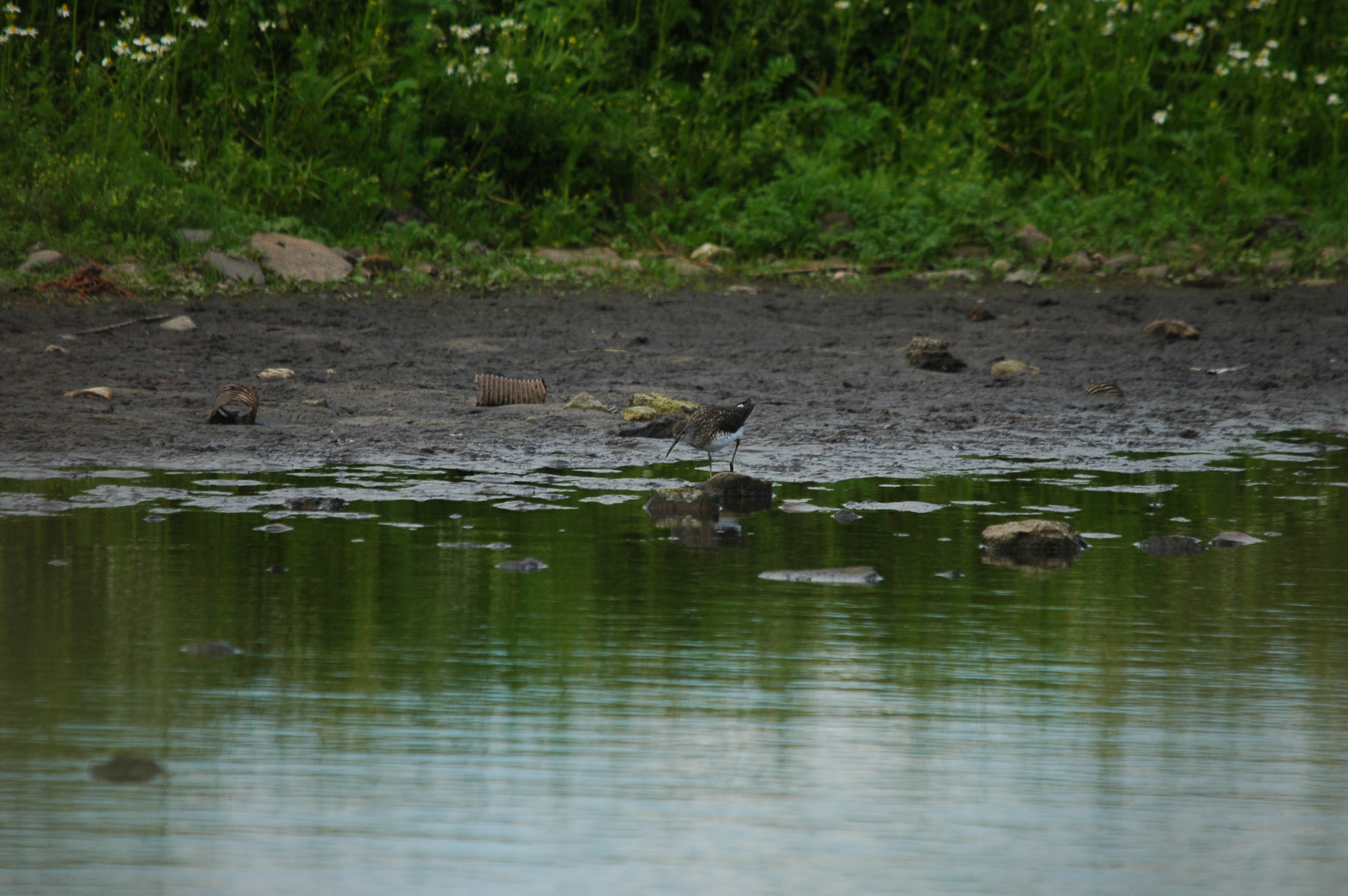 photos/wildlife/Bird_Species/063-Waders/1560-Green_Sandpiper/DSC_6179.JPG