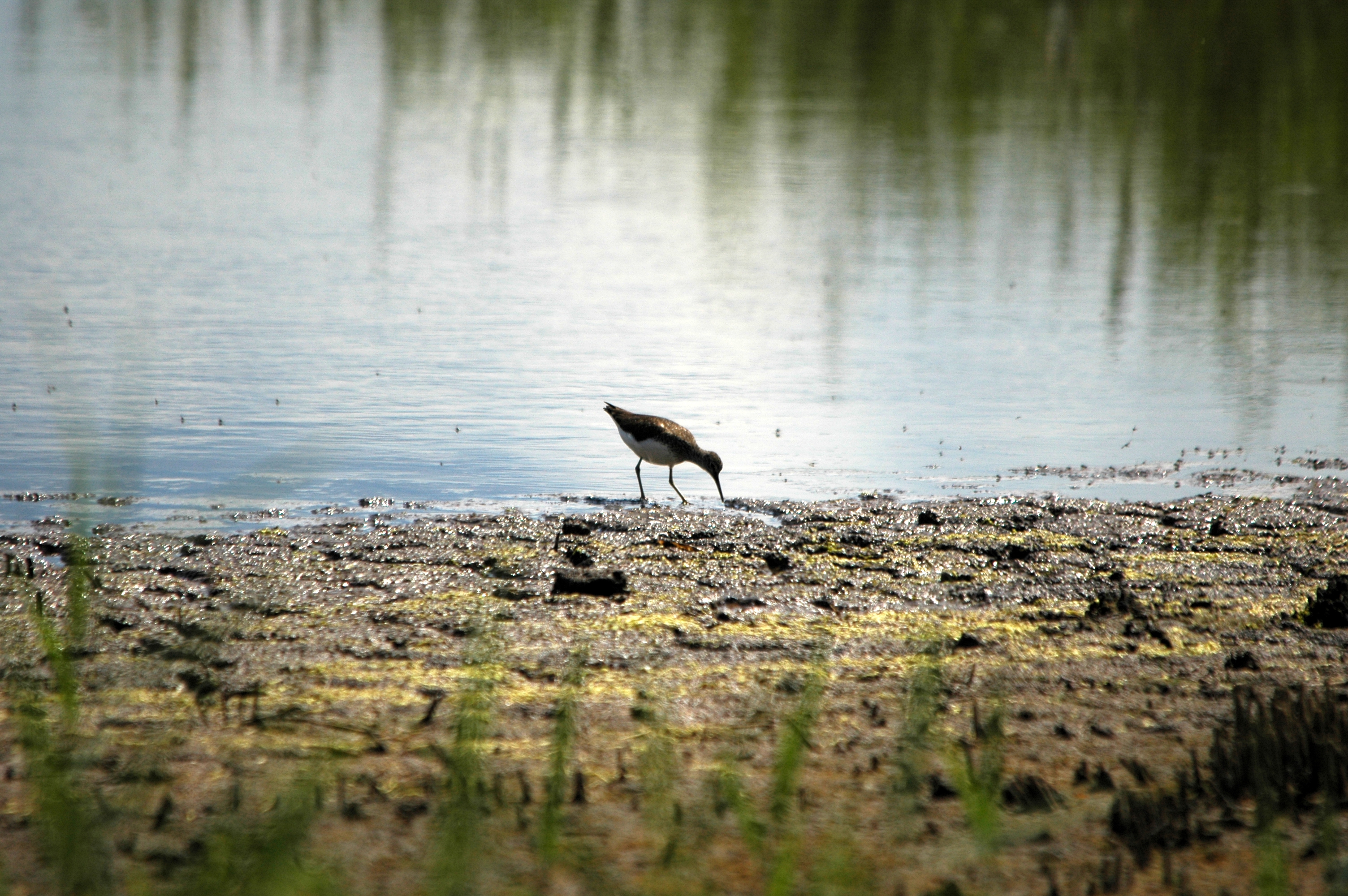 photos/wildlife/Bird_Species/063-Waders/1560-Green_Sandpiper/DSC_6285.JPG