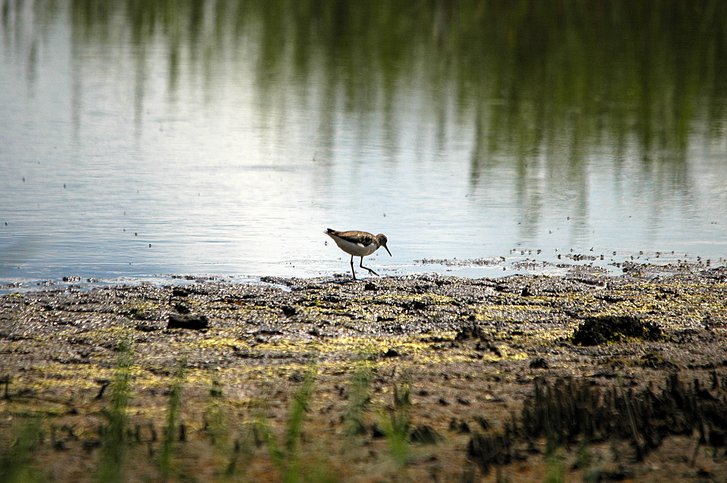 photos/wildlife/Bird_Species/063-Waders/1560-Green_Sandpiper/DSC_6287.JPG
