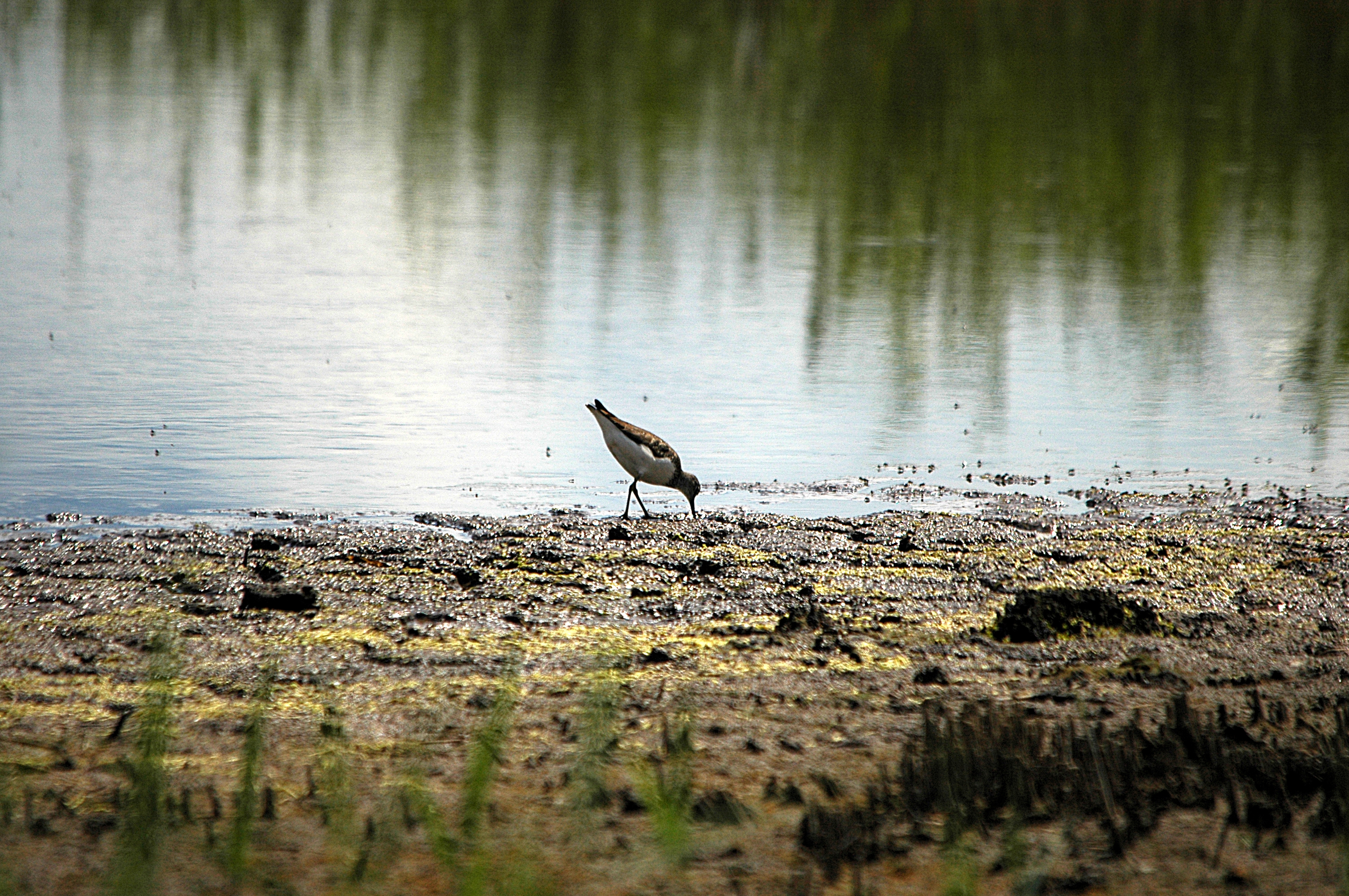 photos/wildlife/Bird_Species/063-Waders/1560-Green_Sandpiper/DSC_6288.JPG