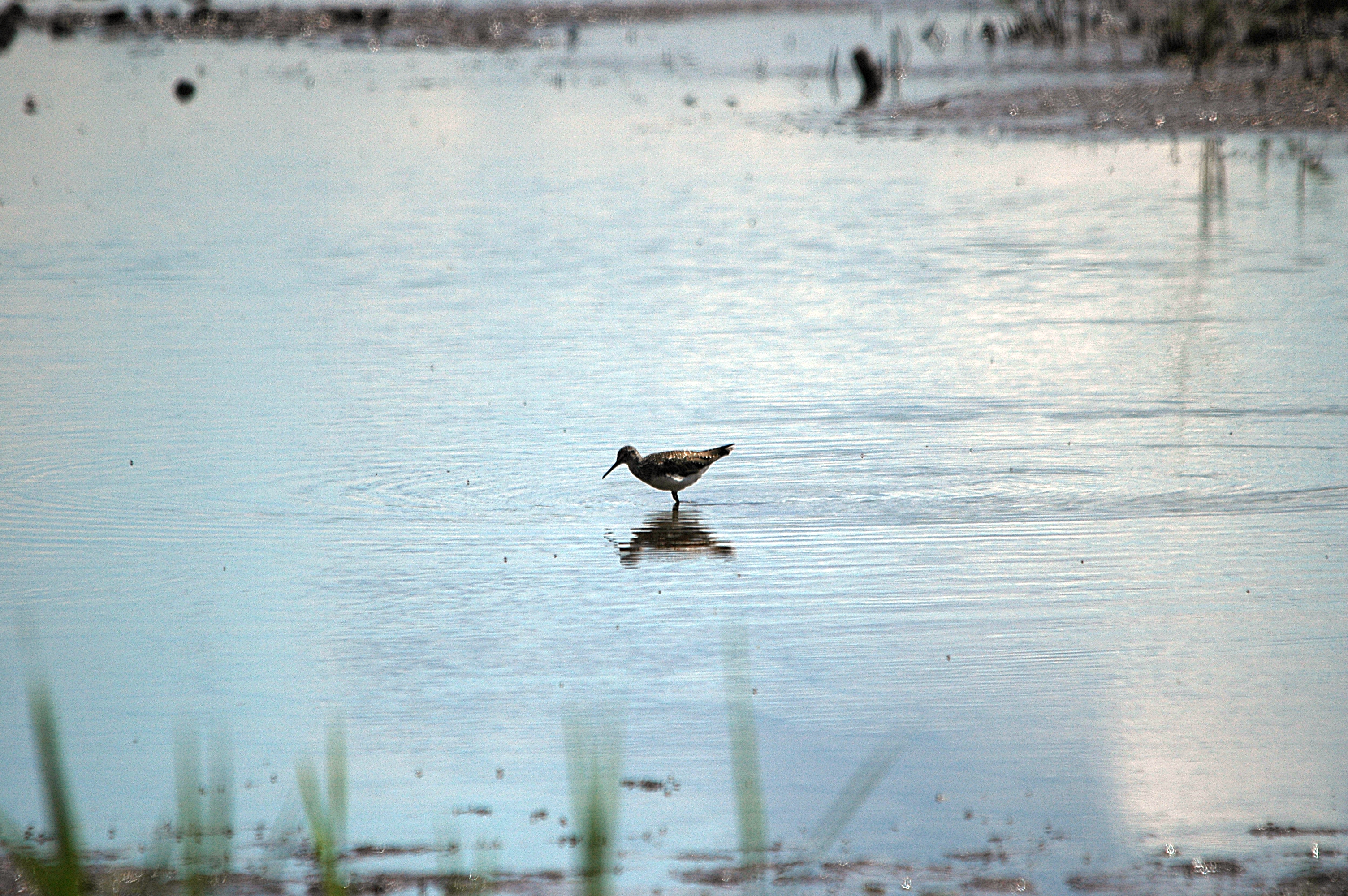 photos/wildlife/Bird_Species/063-Waders/1560-Green_Sandpiper/DSC_6289.JPG