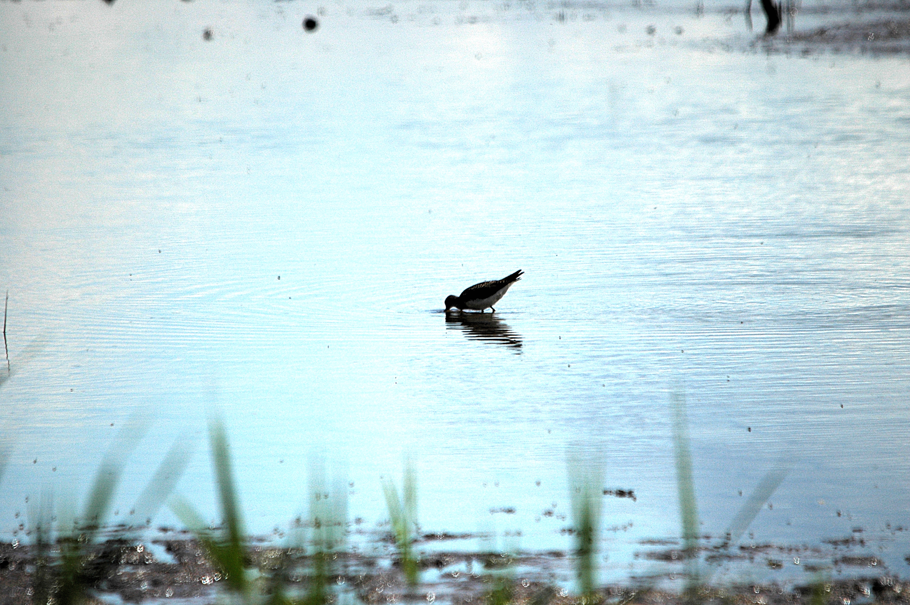 photos/wildlife/Bird_Species/063-Waders/1560-Green_Sandpiper/DSC_6290.JPG
