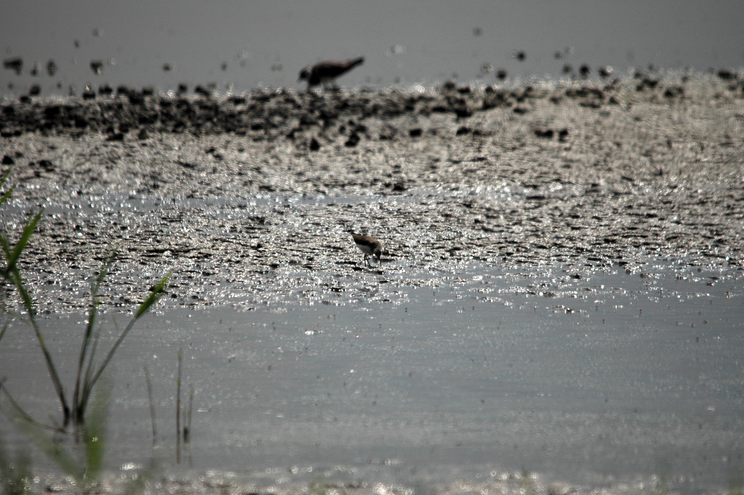photos/wildlife/Bird_Species/063-Waders/1560-Green_Sandpiper/DSC_6348.JPG