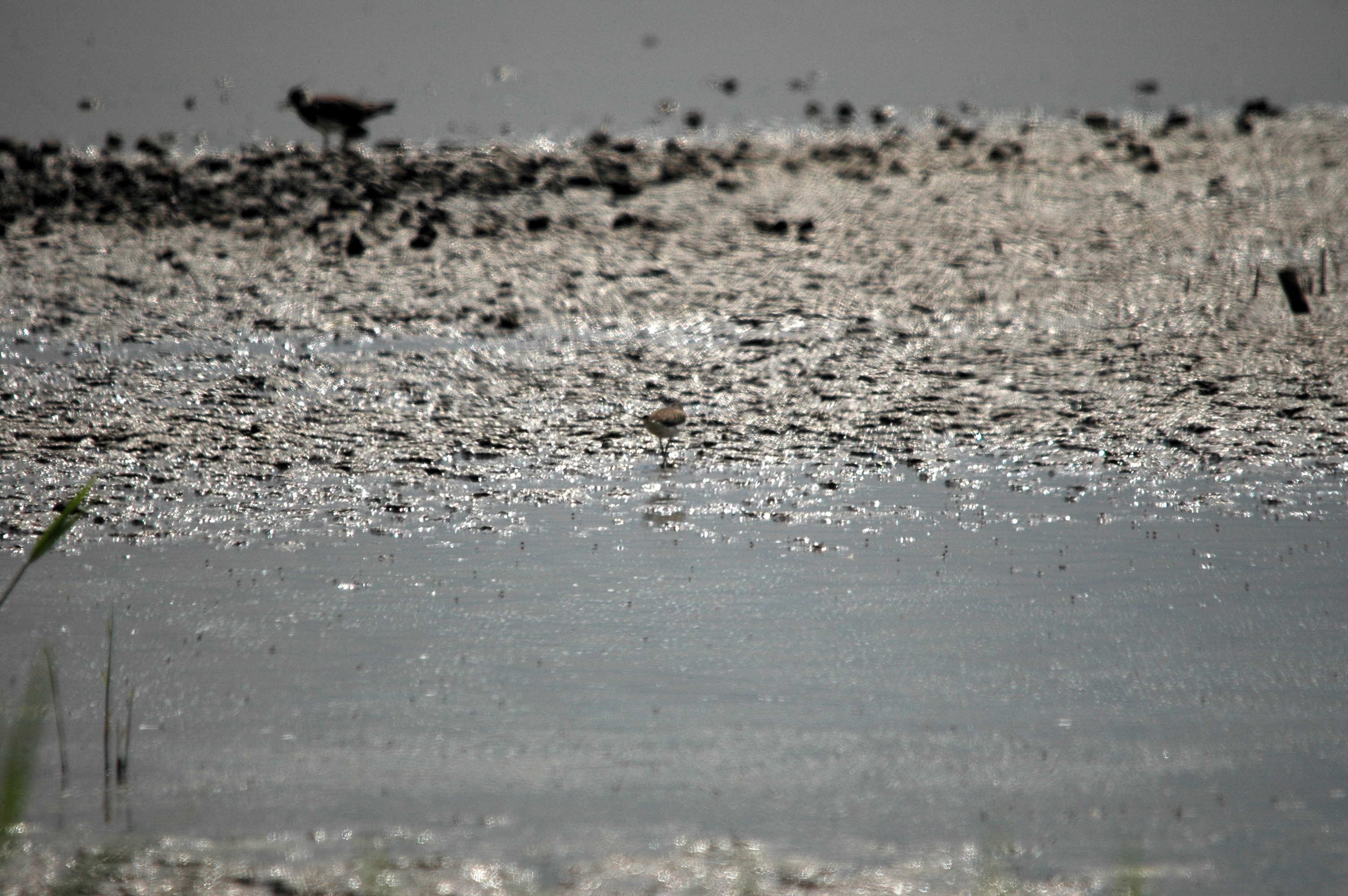 photos/wildlife/Bird_Species/063-Waders/1560-Green_Sandpiper/DSC_6349.JPG