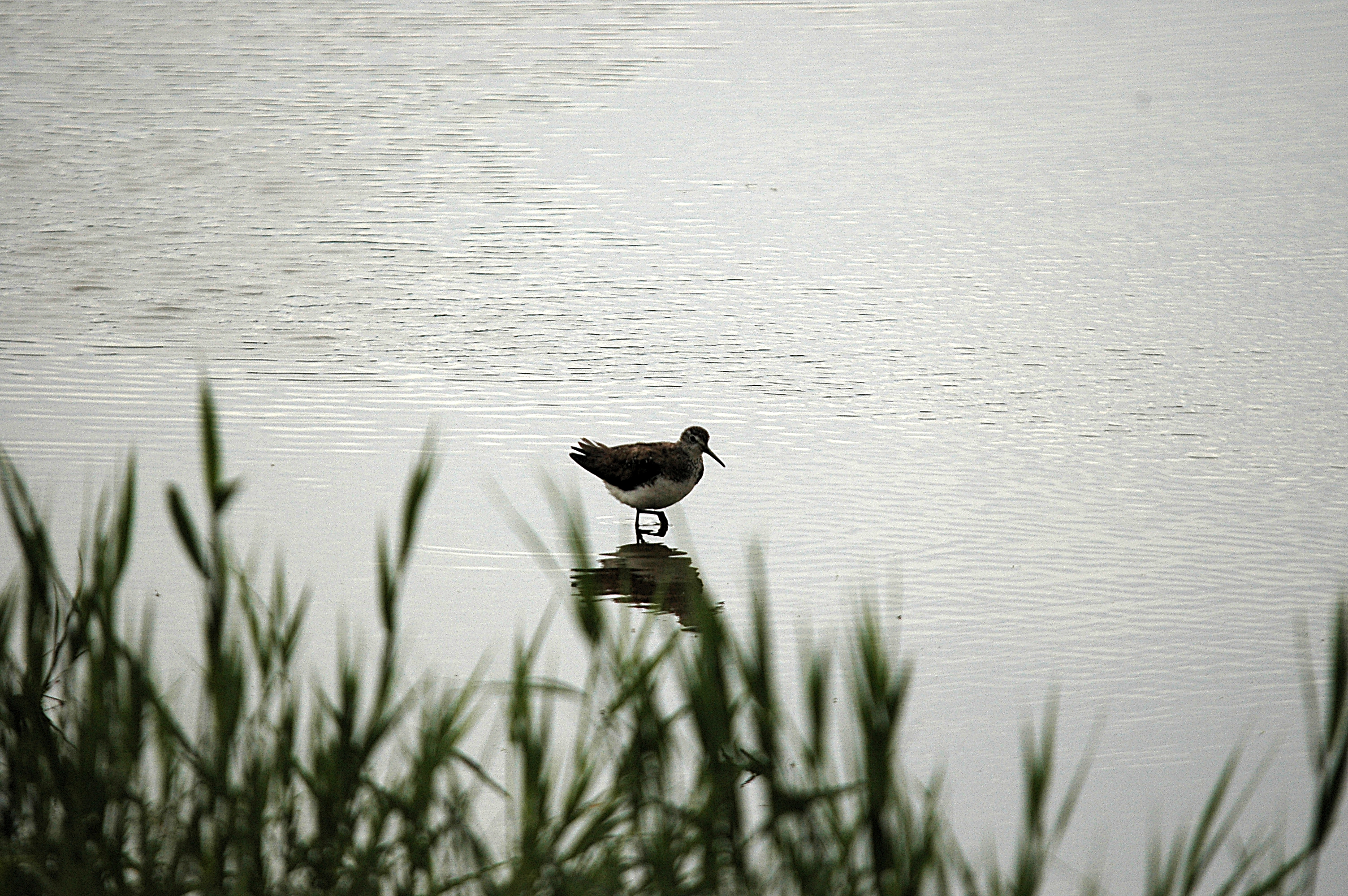 photos/wildlife/Bird_Species/063-Waders/1560-Green_Sandpiper/DSC_6646.JPG