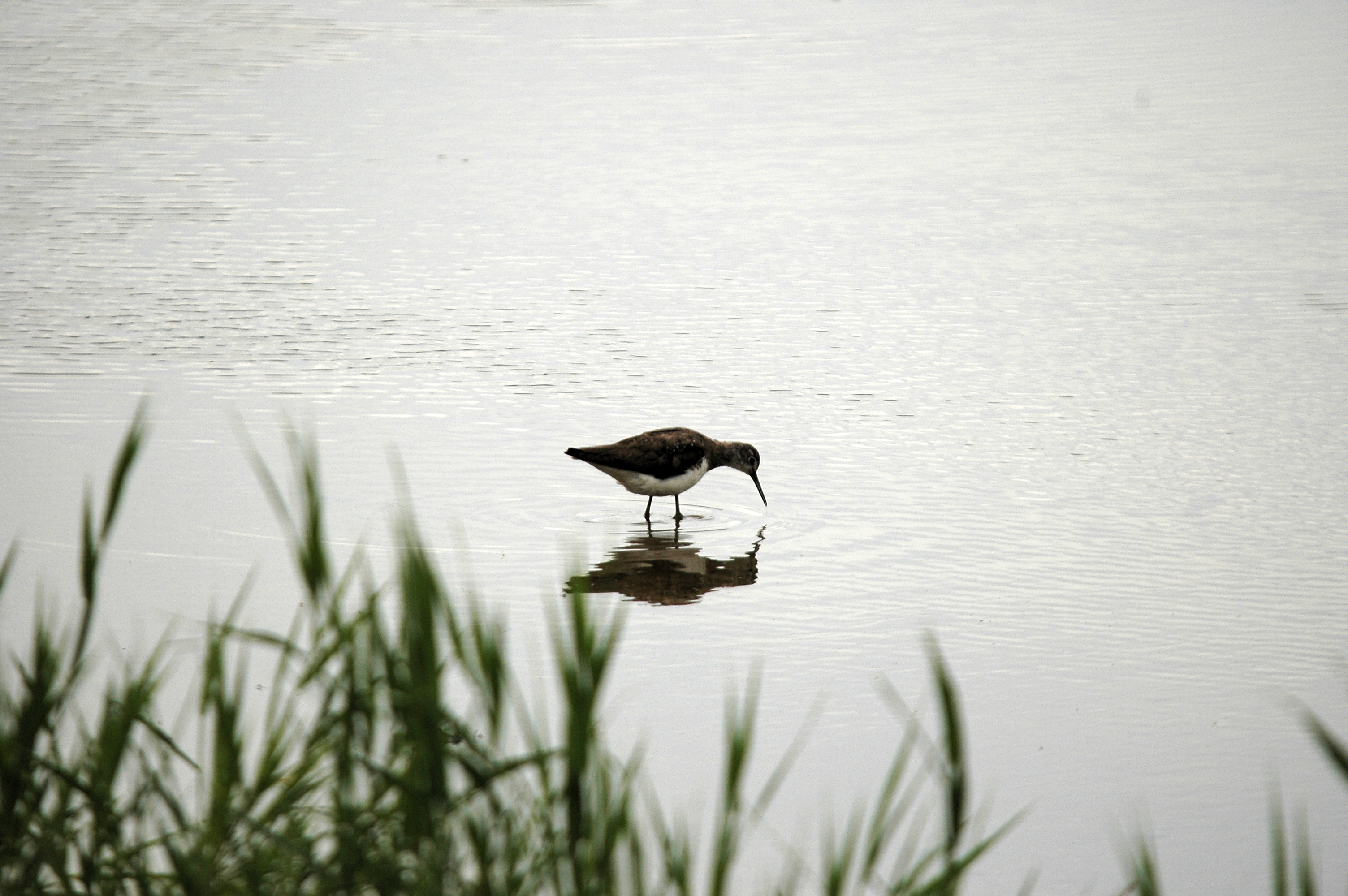 photos/wildlife/Bird_Species/063-Waders/1560-Green_Sandpiper/DSC_6647.JPG