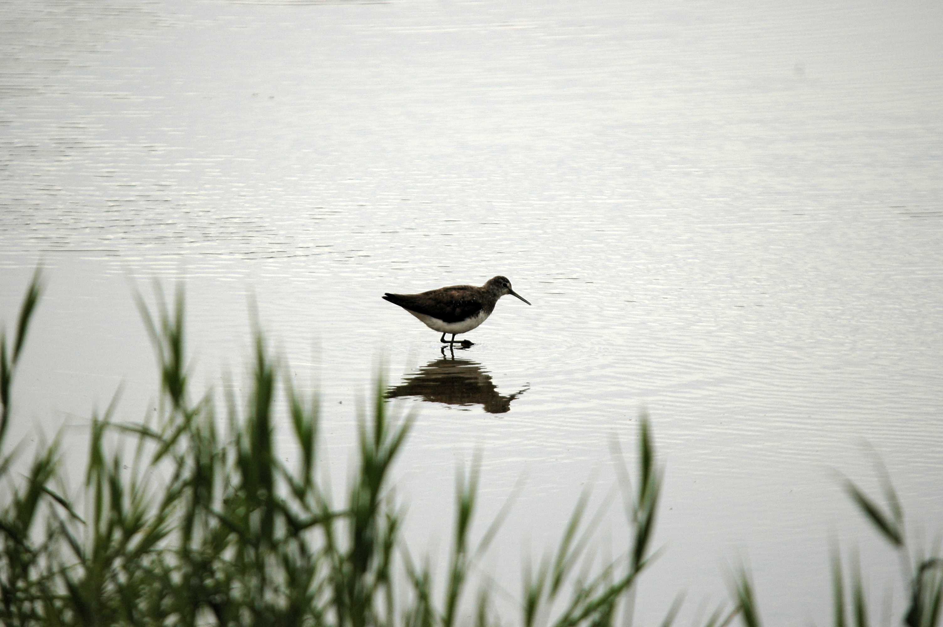 photos/wildlife/Bird_Species/063-Waders/1560-Green_Sandpiper/DSC_6648.JPG