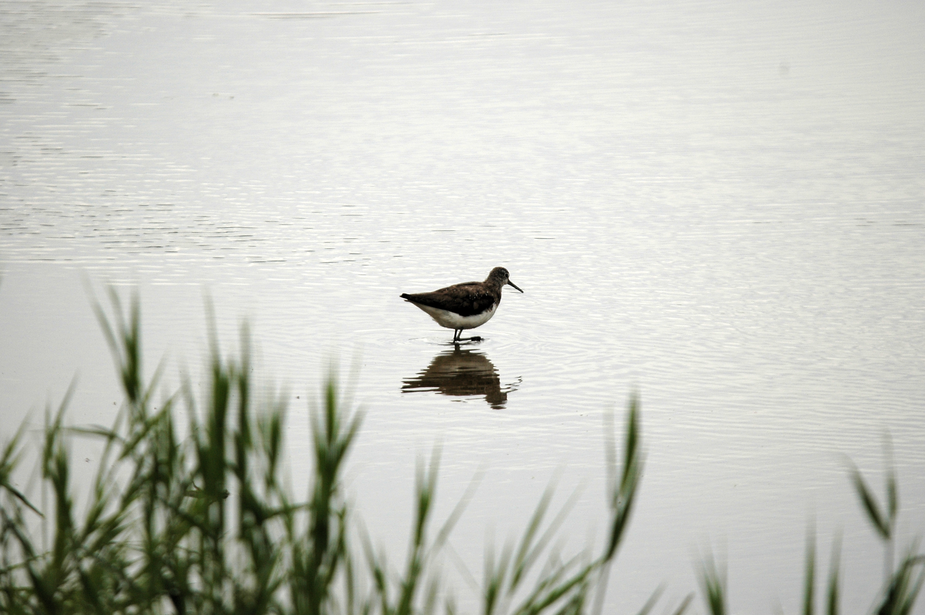photos/wildlife/Bird_Species/063-Waders/1560-Green_Sandpiper/DSC_6649.JPG