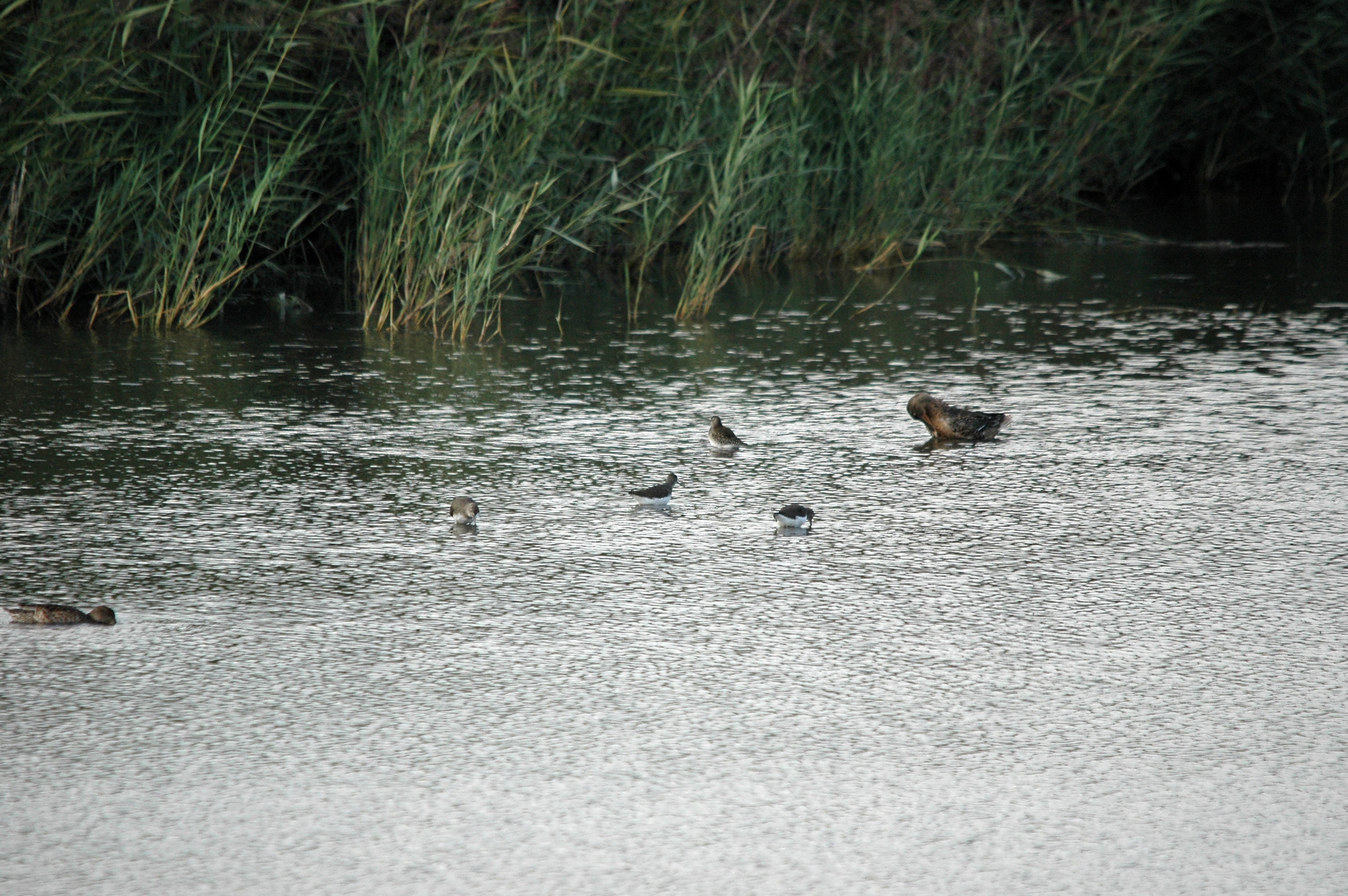 photos/wildlife/Bird_Species/063-Waders/1560-Green_Sandpiper/DSC_7365.JPG
