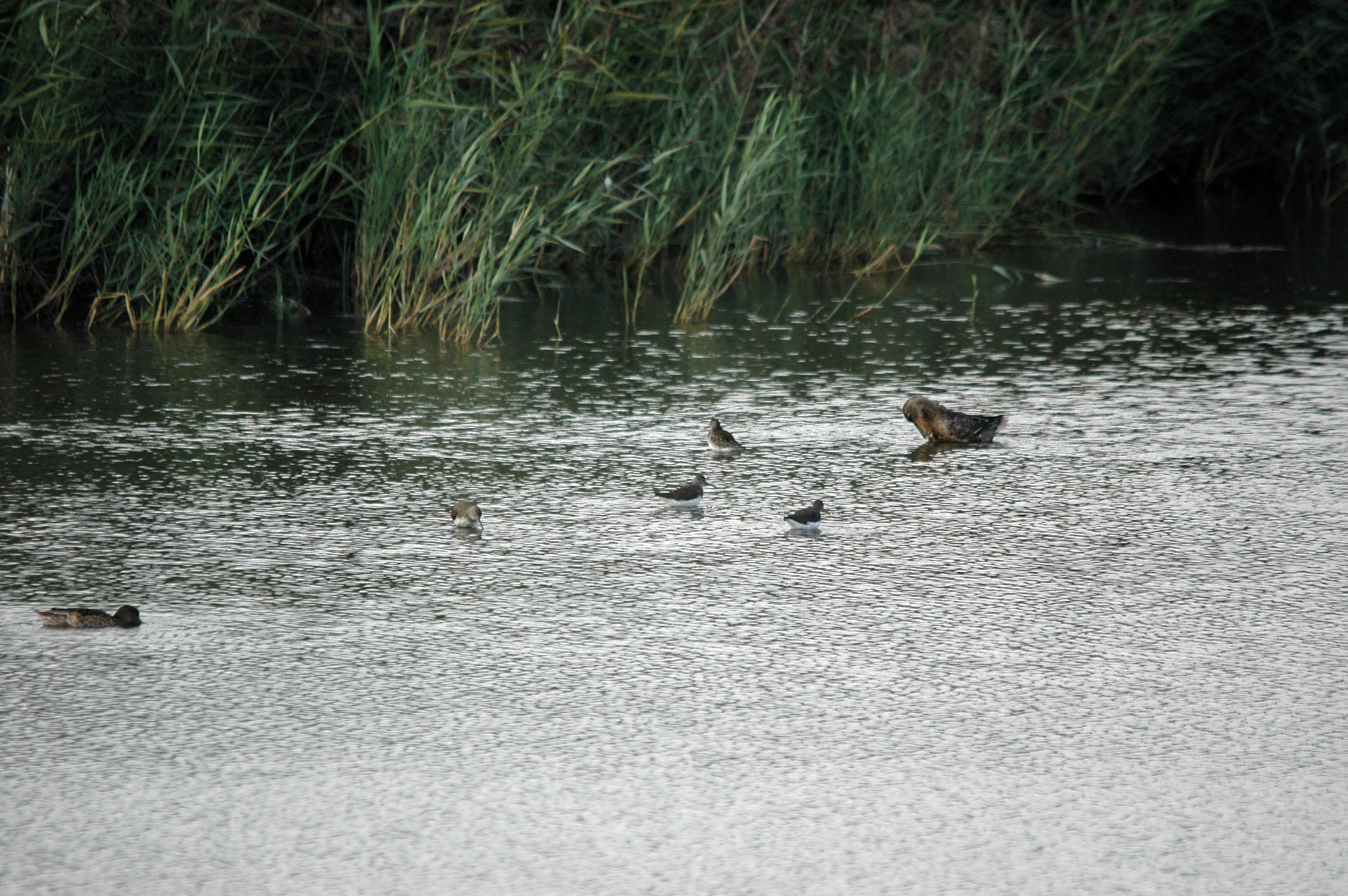 photos/wildlife/Bird_Species/063-Waders/1560-Green_Sandpiper/DSC_7366.JPG