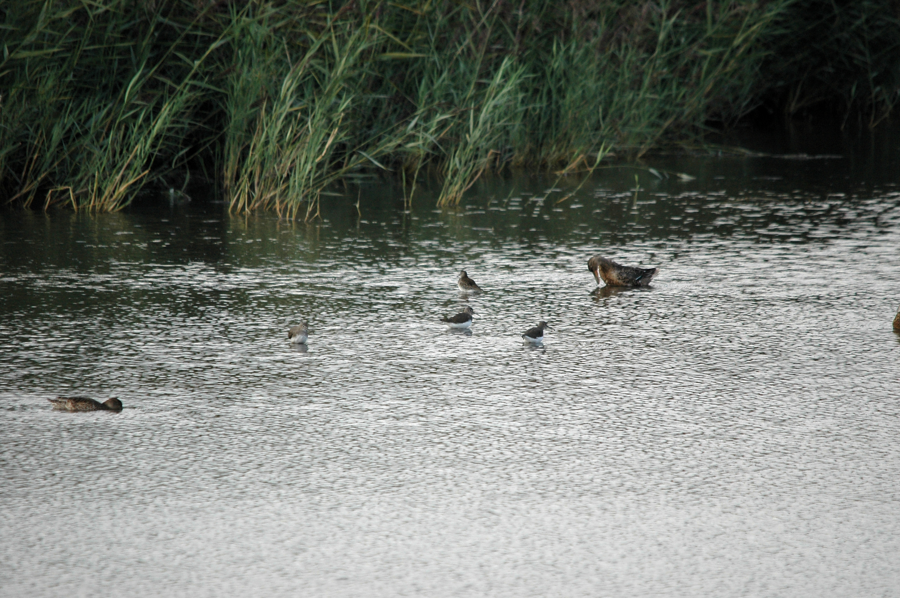 photos/wildlife/Bird_Species/063-Waders/1560-Green_Sandpiper/DSC_7367.JPG