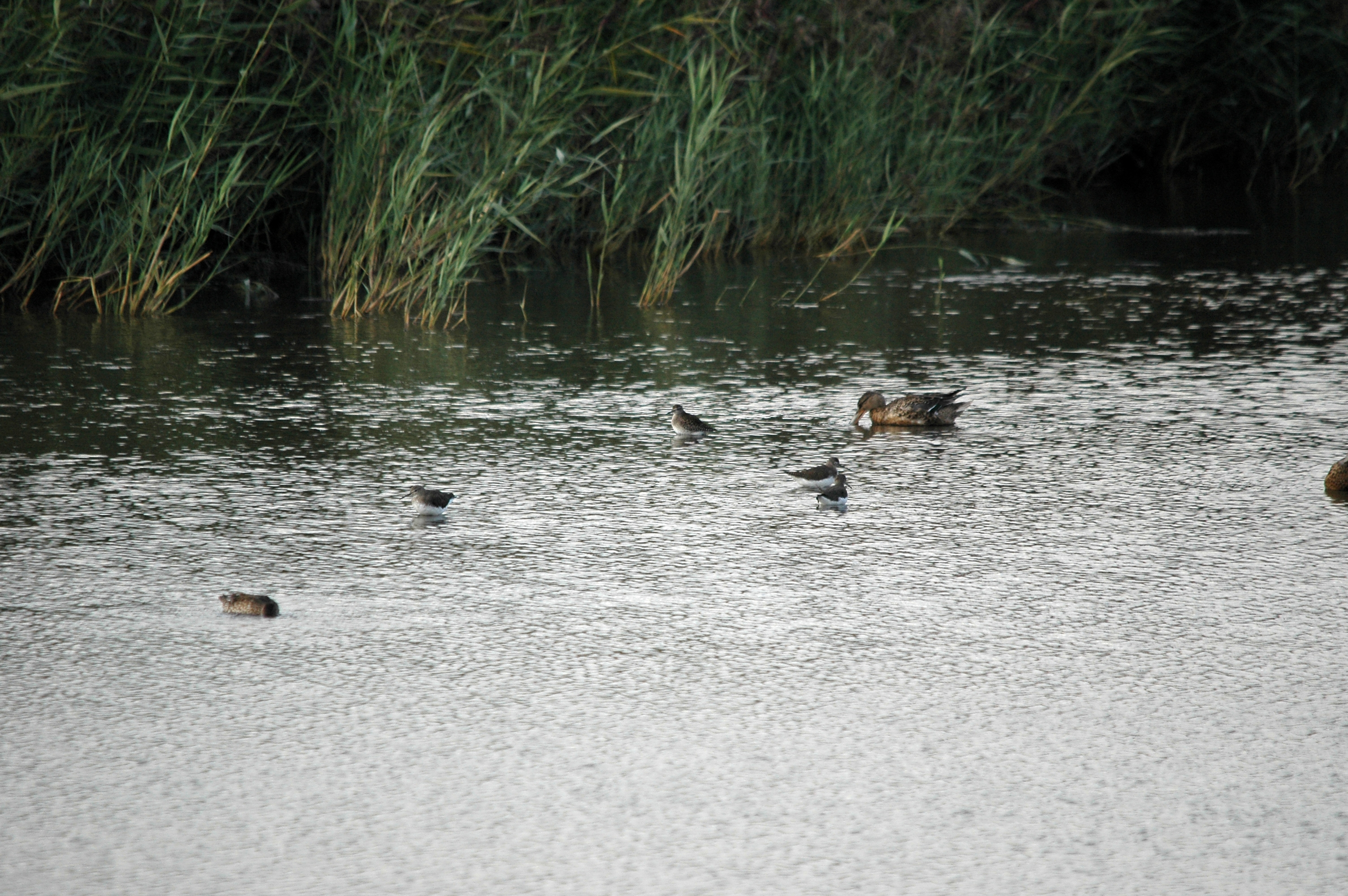 photos/wildlife/Bird_Species/063-Waders/1560-Green_Sandpiper/DSC_7368.JPG