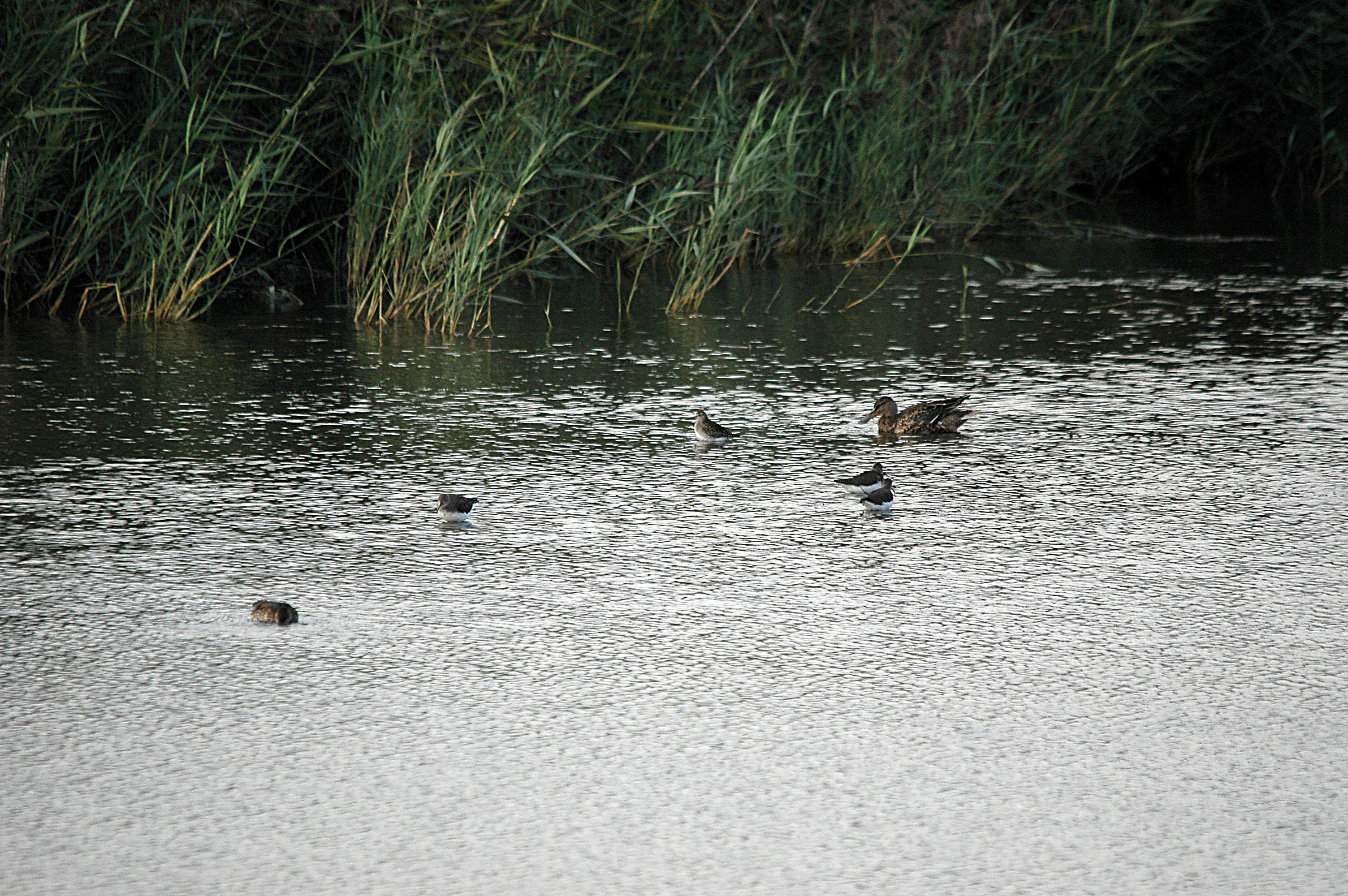 photos/wildlife/Bird_Species/063-Waders/1560-Green_Sandpiper/DSC_7369.JPG